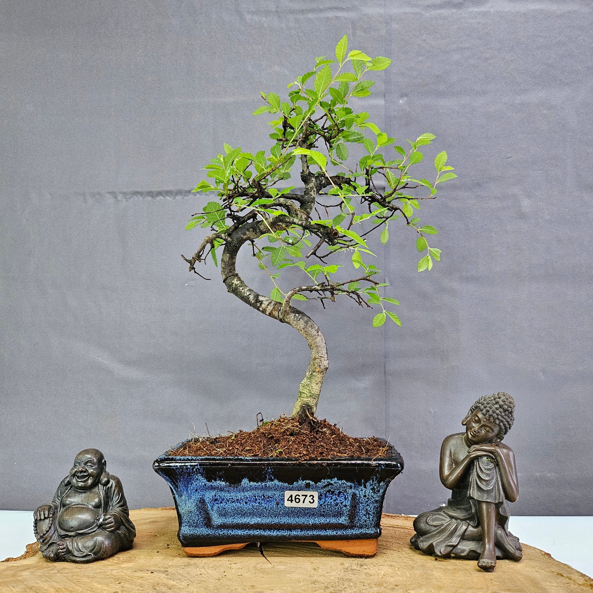 Chinese Elm (Ulmus Parvifolia) Bonsai Tree | Shaped | In 15cm Pot  | S251975