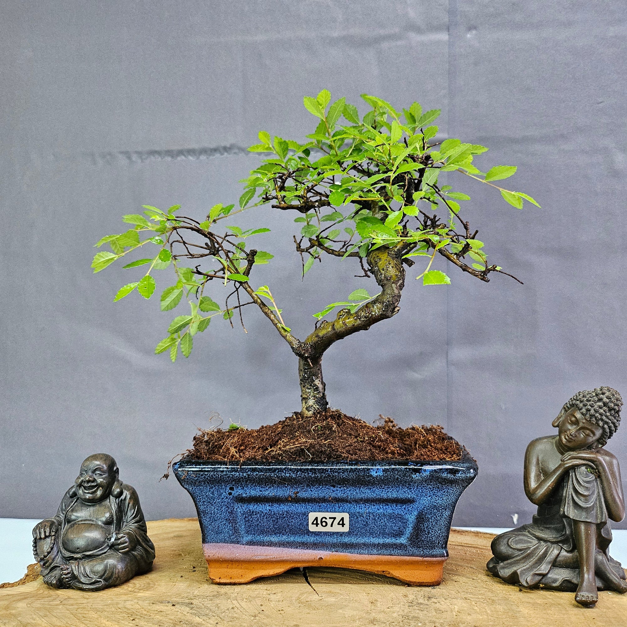 Chinese Elm (Ulmus Parvifolia) Bonsai Tree | Shaped | In 15cm Pot  | S251975