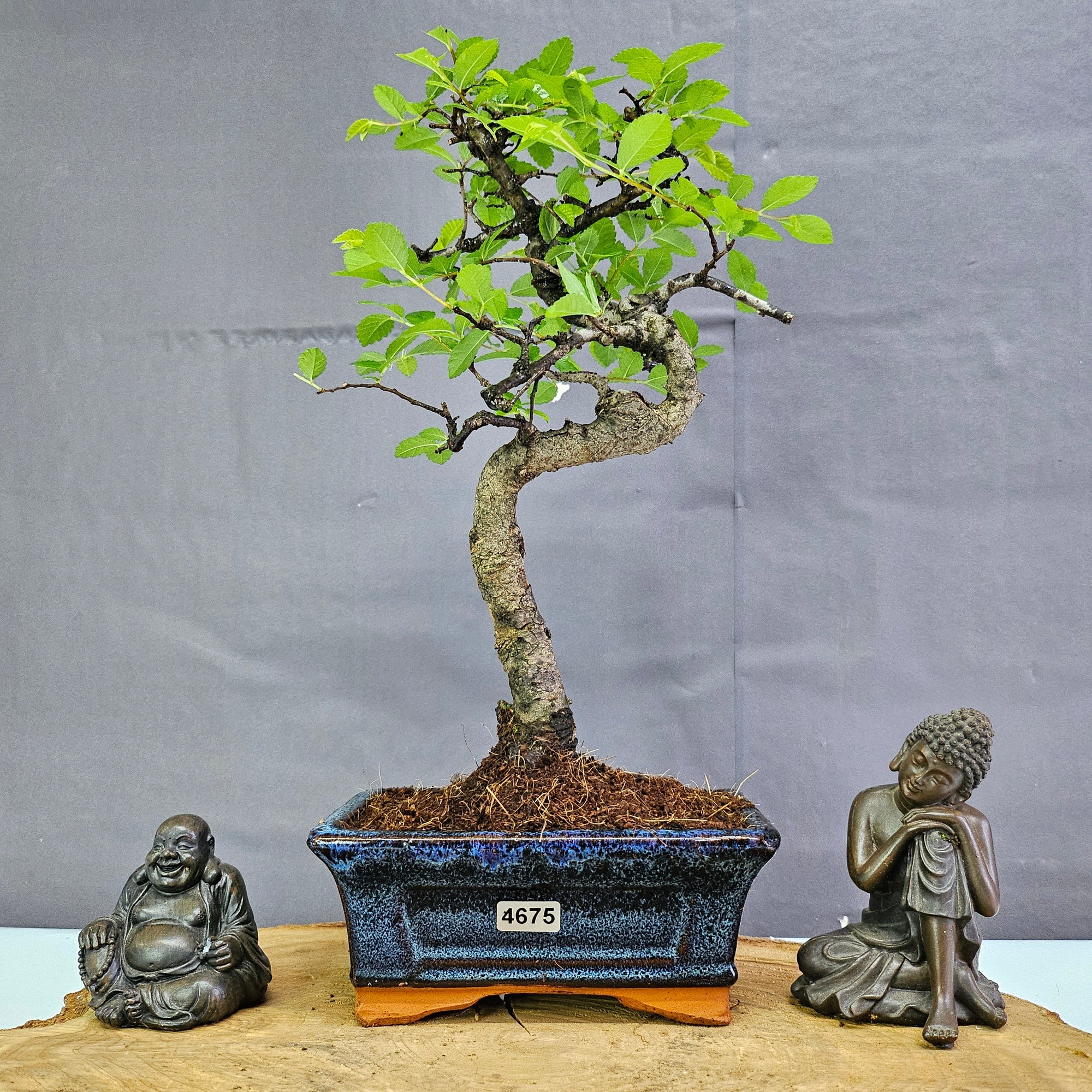Chinese Elm (Ulmus Parvifolia) Bonsai Tree | Shaped | In 15cm Pot  | S251975