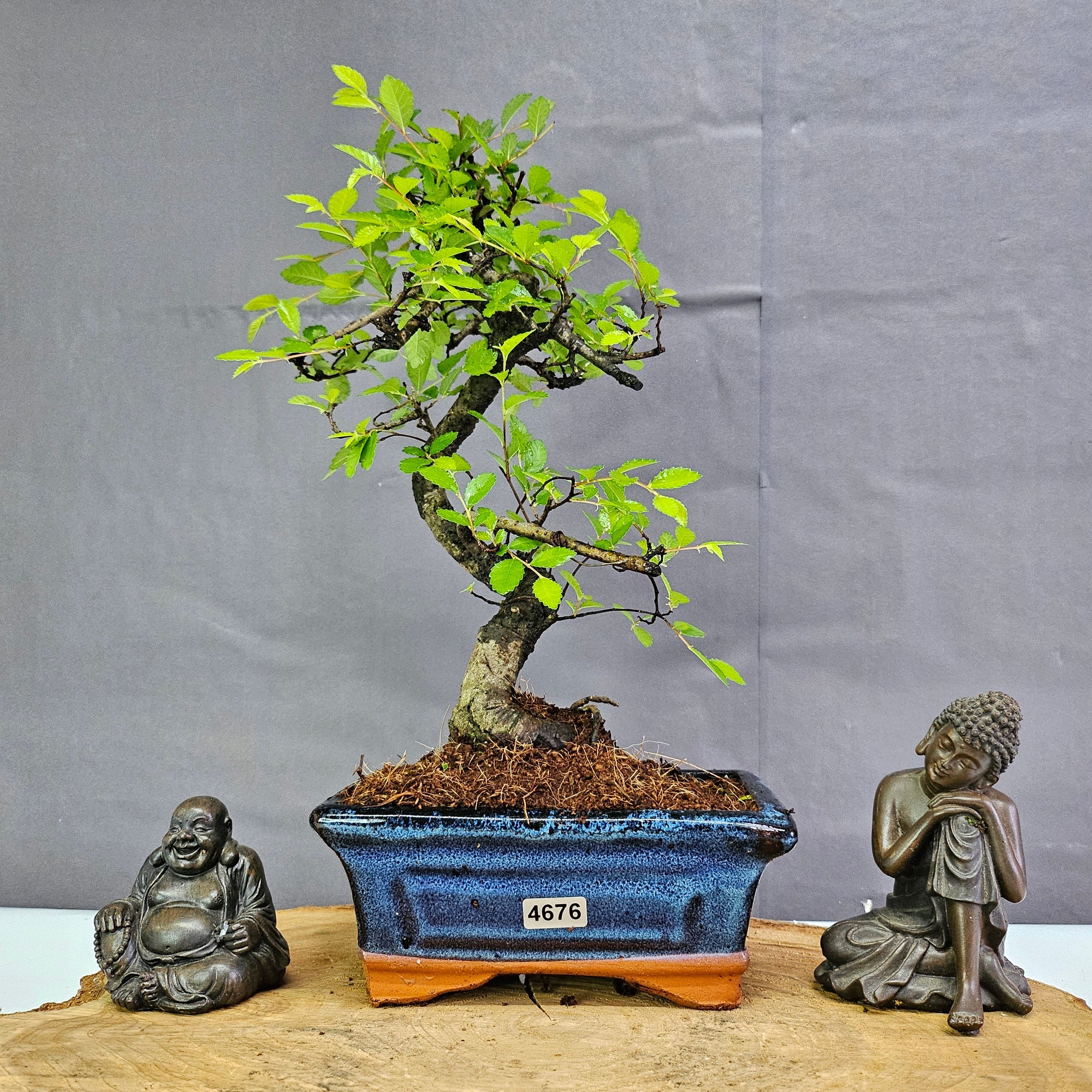 Chinese Elm (Ulmus Parvifolia) Bonsai Tree | Shaped | In 15cm Pot  | S251975