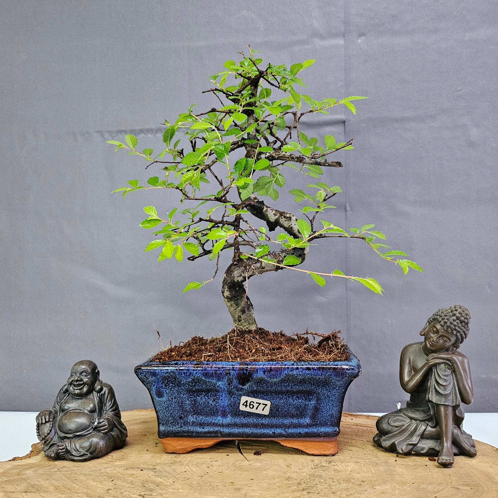 Chinese Elm (Ulmus Parvifolia) Bonsai Tree | Shaped | In 15cm Pot  | S251975