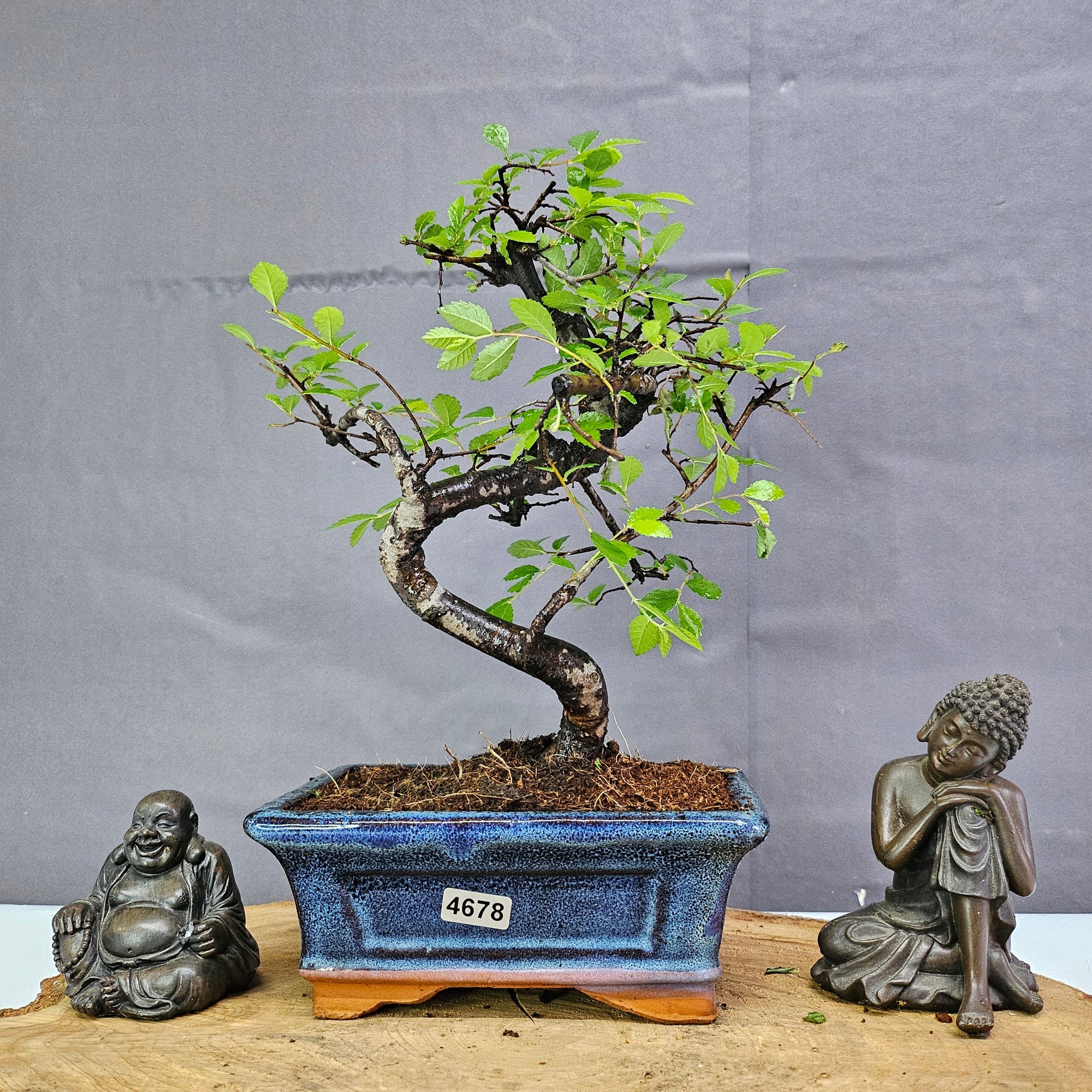 Chinese Elm (Ulmus Parvifolia) Bonsai Tree | Shaped | In 15cm Pot  | S251975
