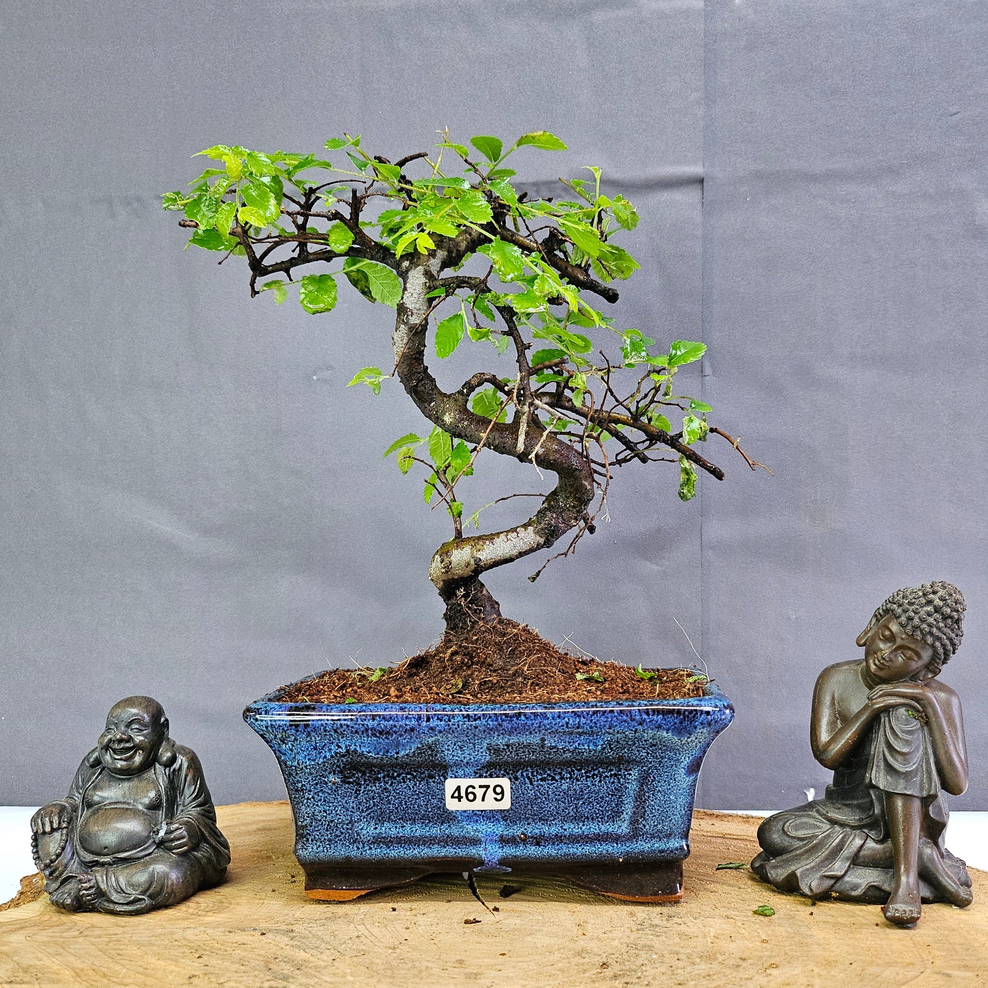 Chinese Elm (Ulmus Parvifolia) Bonsai Tree | Shaped | In 15cm Pot  | S251975
