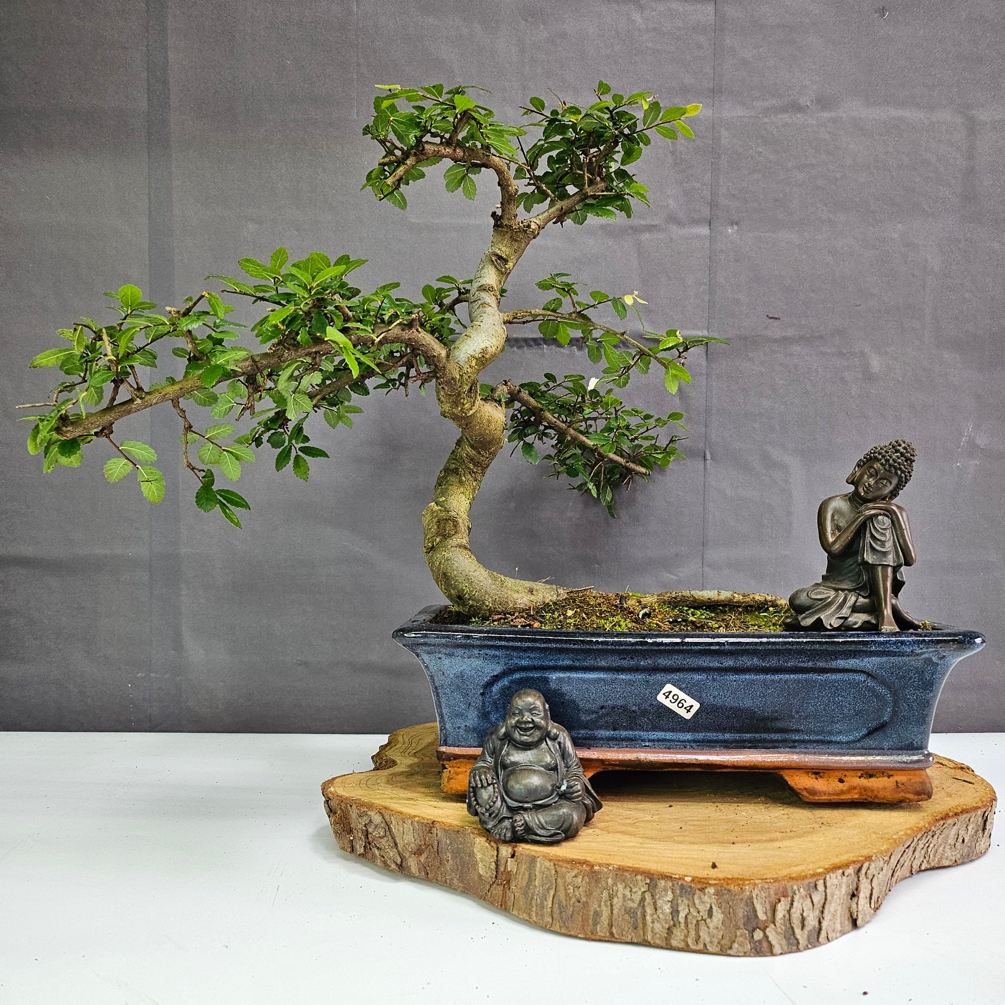 Chinese Elm (Ulmus Parvifolia) Bonsai Tree | Shaped | In 30cm Pot  | S251972