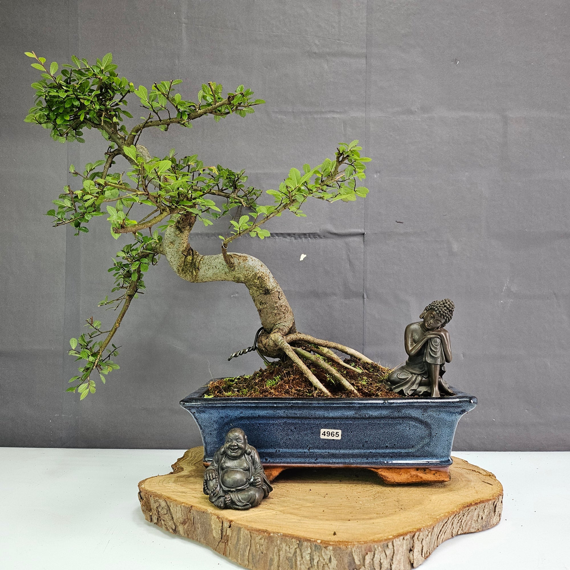 Chinese Elm (Ulmus Parvifolia) Bonsai Tree | Shaped | In 30cm Pot  | S251972