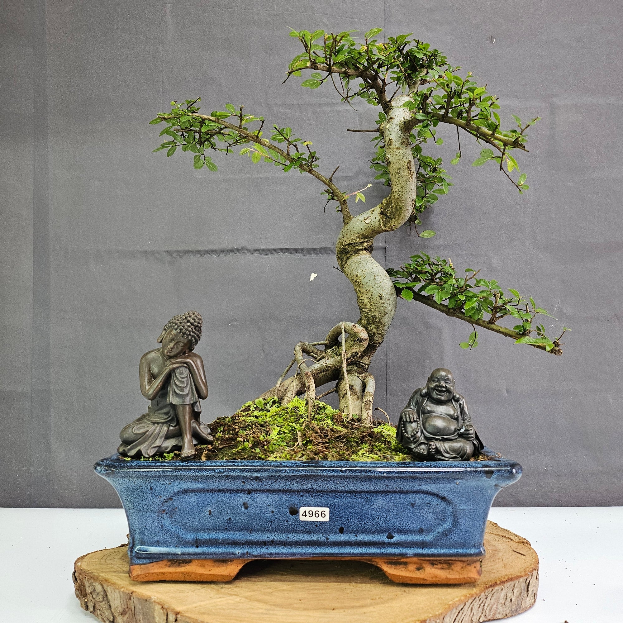 Chinese Elm (Ulmus Parvifolia) Bonsai Tree | Shaped | In 30cm Pot  | S251972