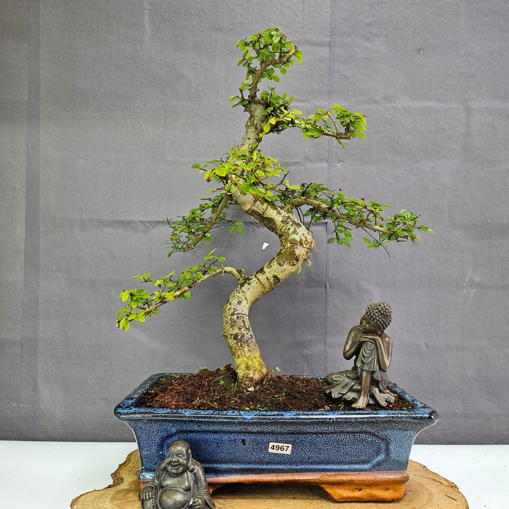 Chinese Elm (Ulmus Parvifolia) Bonsai Tree | Shaped | In 30cm Pot  | S251972