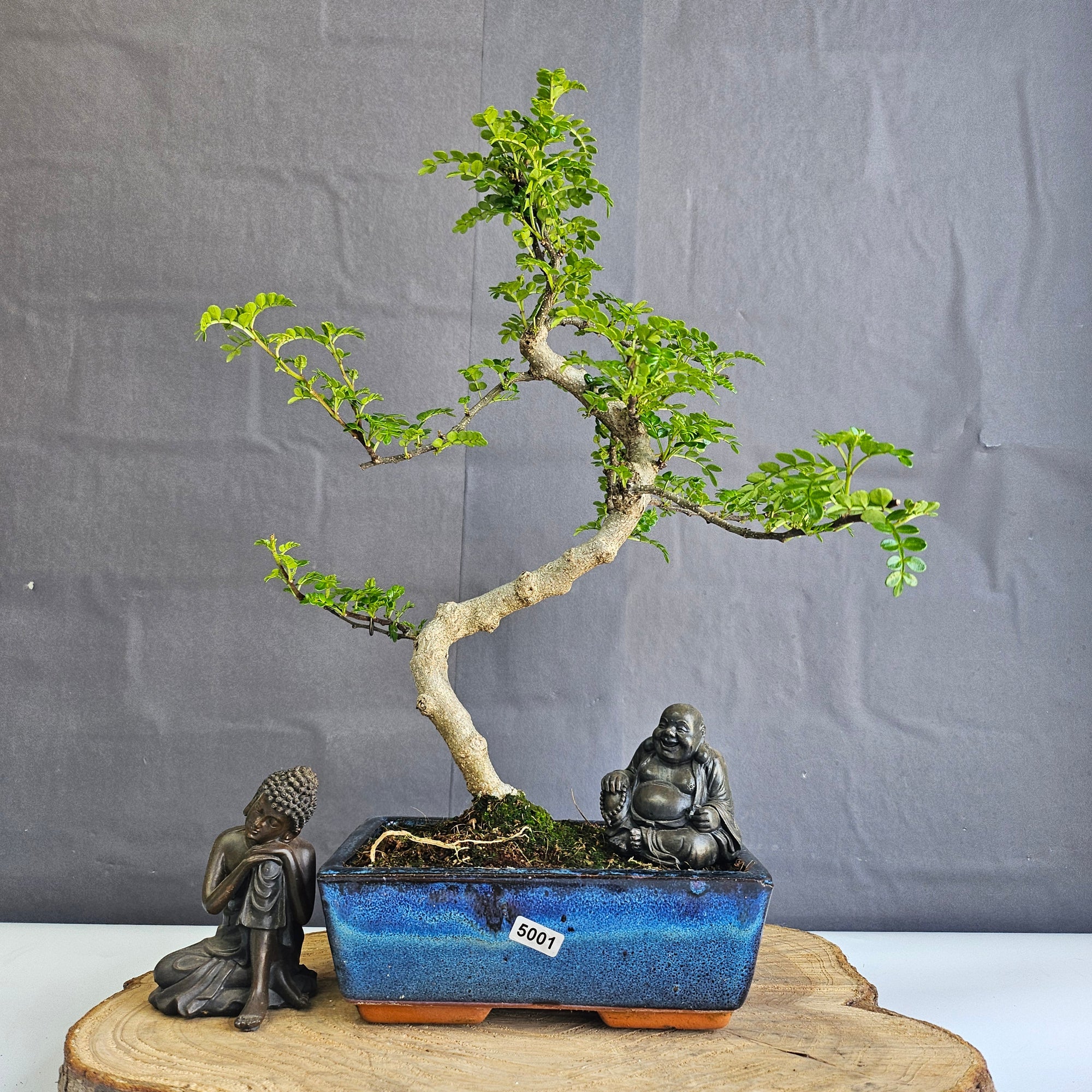 Chinese Pepper (Zanthoxylum Pipertum) Bonsai Tree | Shaped | In 20cm Pot   | S251967