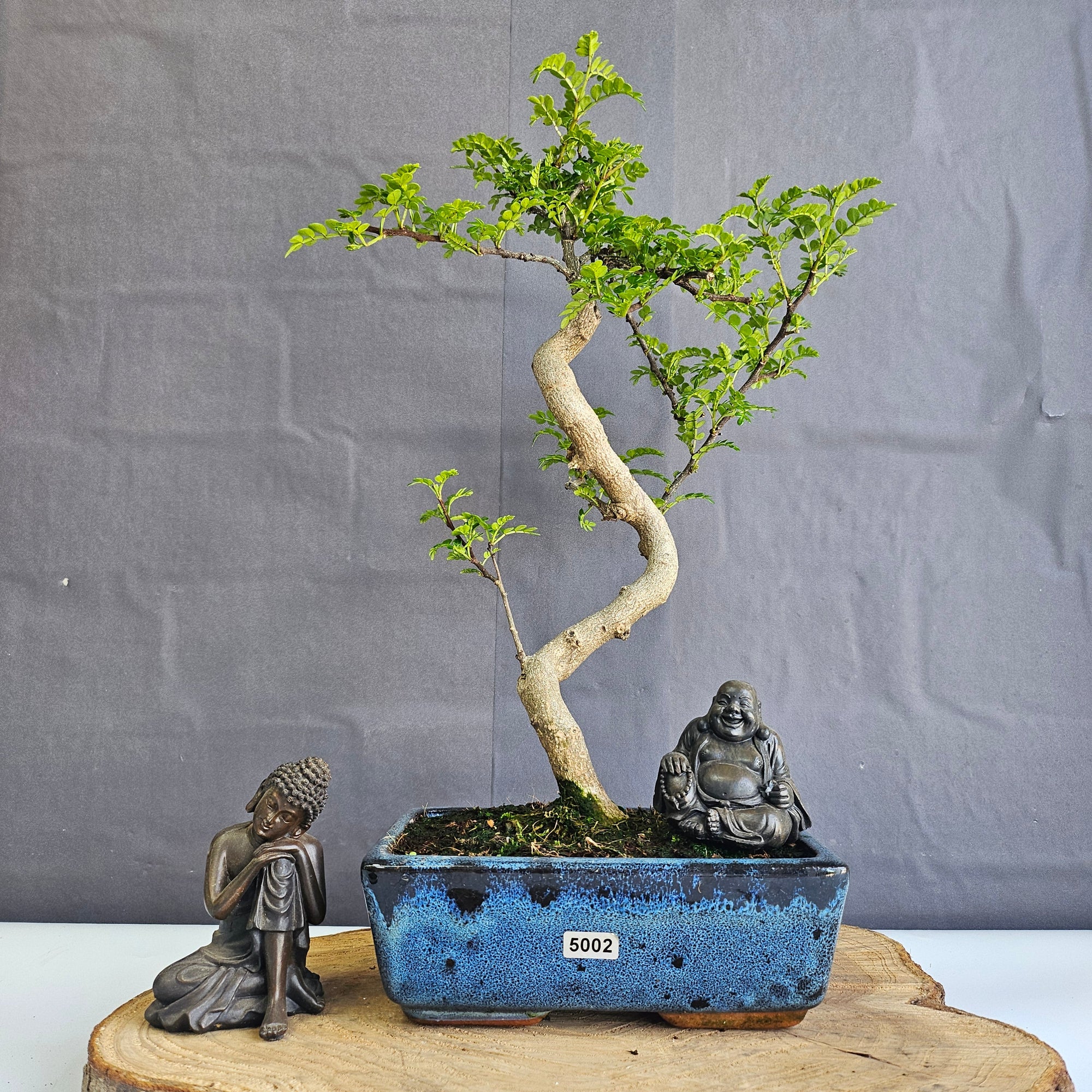 Chinese Pepper (Zanthoxylum Pipertum) Bonsai Tree | Shaped | In 20cm Pot   | S251967