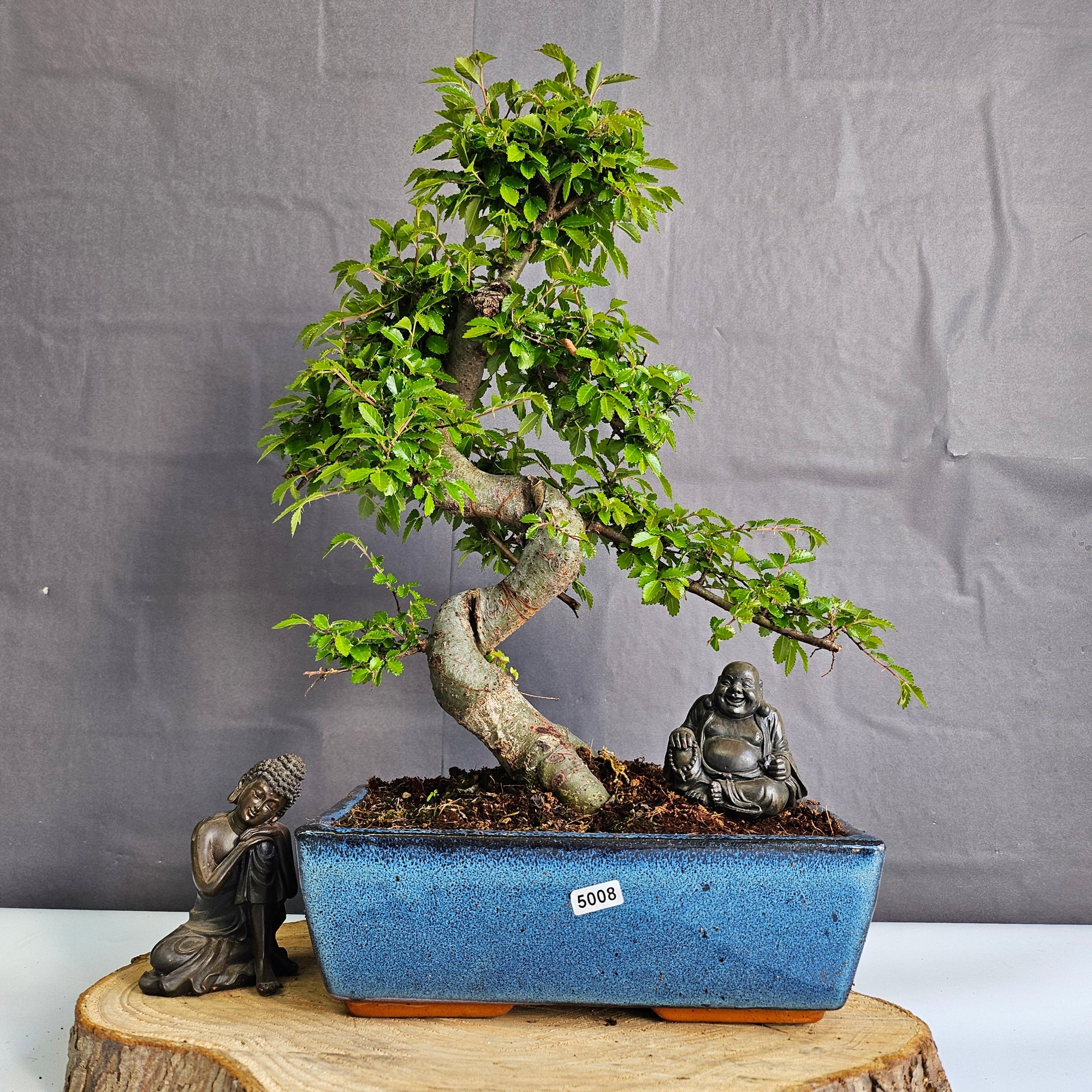 Chinese Elm (Ulmus Parvifolia) Bonsai Tree | Shaped | In 25cm Pot  | S251971