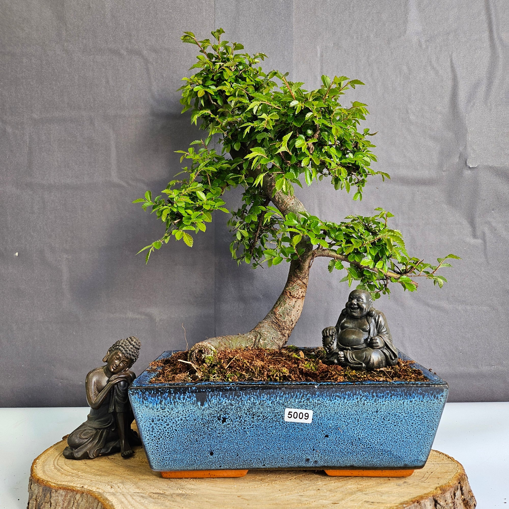 Chinese Elm (Ulmus Parvifolia) Bonsai Tree | Shaped | In 25cm Pot  | S251971