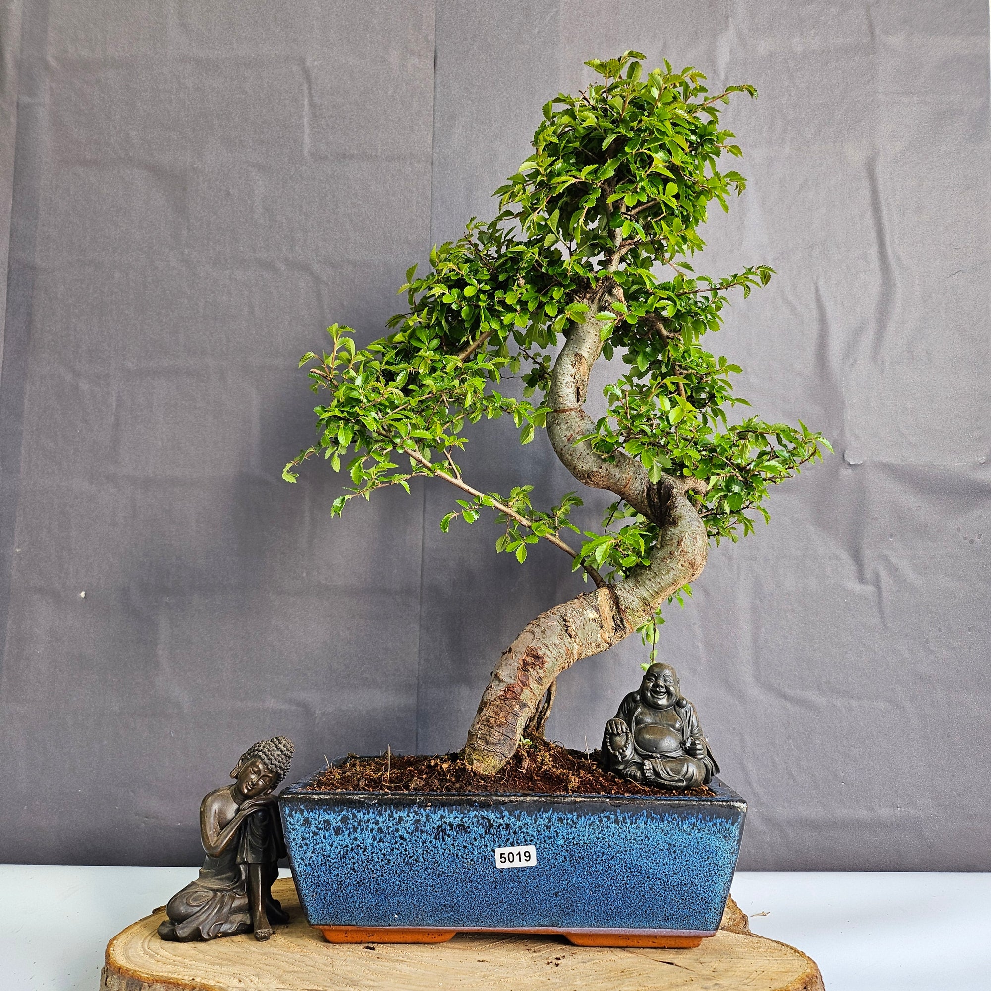 Chinese Elm (Ulmus Parvifolia) Bonsai Tree | Shaped | In 25cm Pot  | S251971