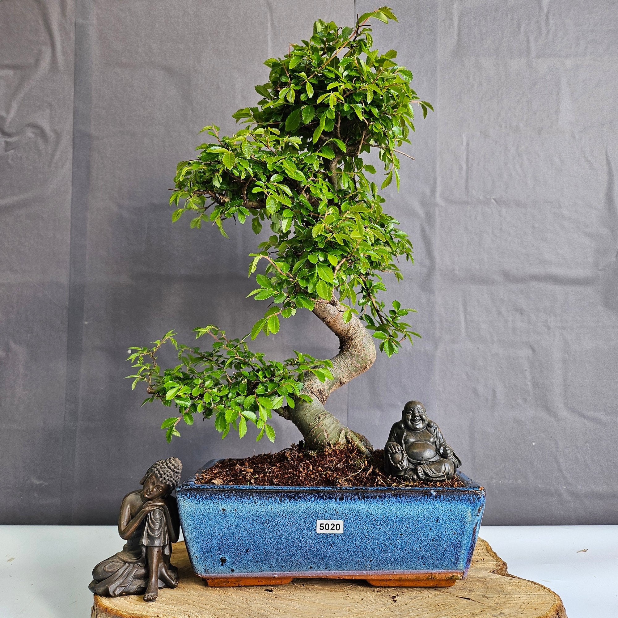 Chinese Elm (Ulmus Parvifolia) Bonsai Tree | Shaped | In 25cm Pot  | S251971