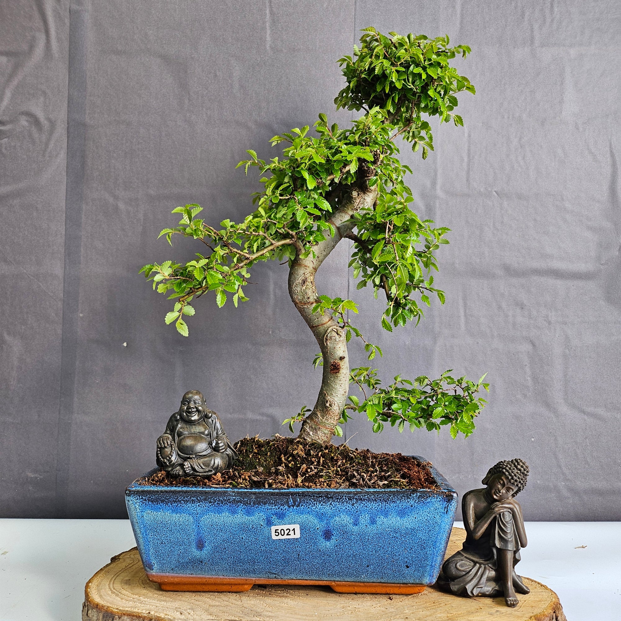 Chinese Elm (Ulmus Parvifolia) Bonsai Tree | Shaped | In 25cm Pot  | S251971