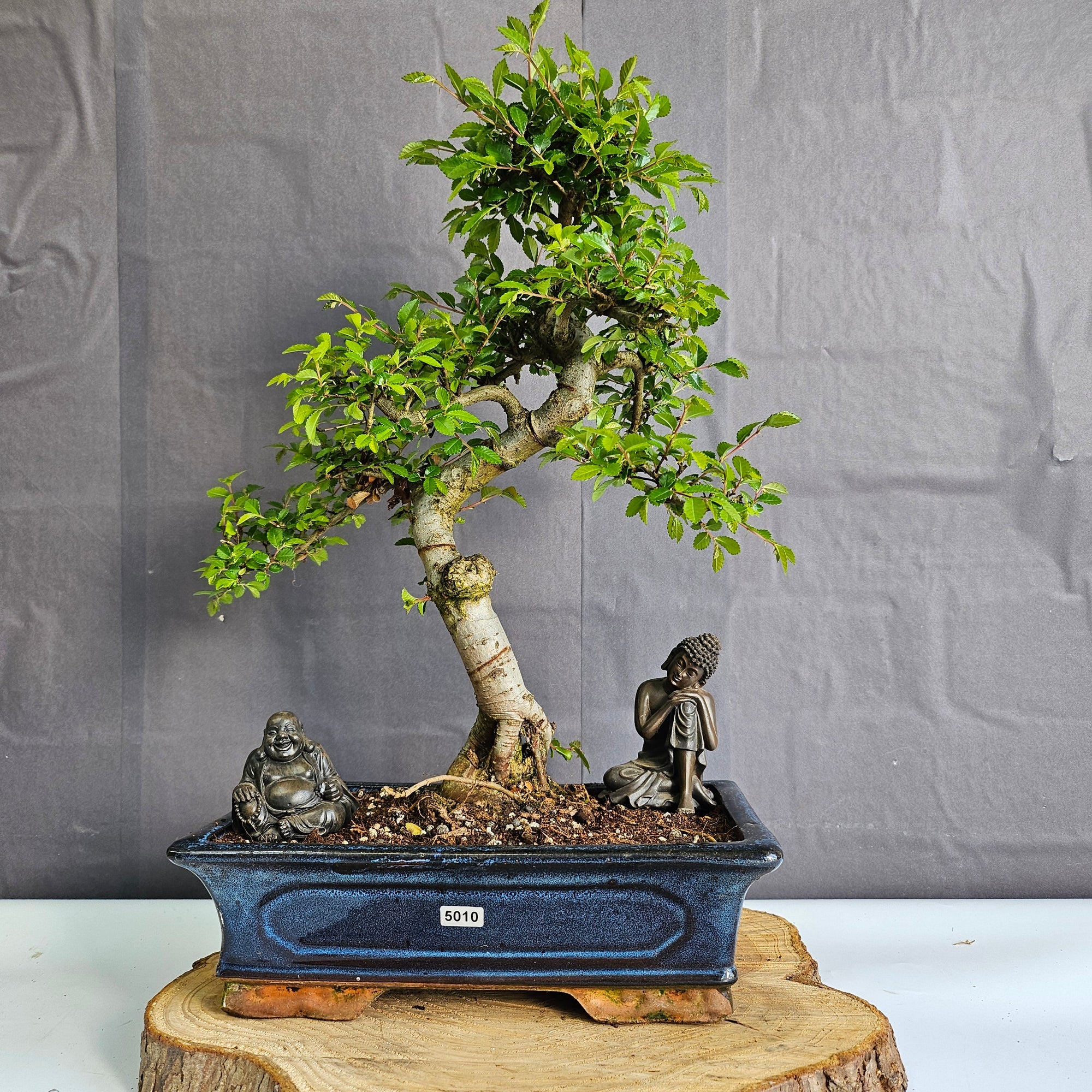 Chinese Elm (Ulmus Parvifolia) Bonsai Tree | Shaped | In 30cm Pot  | S251972