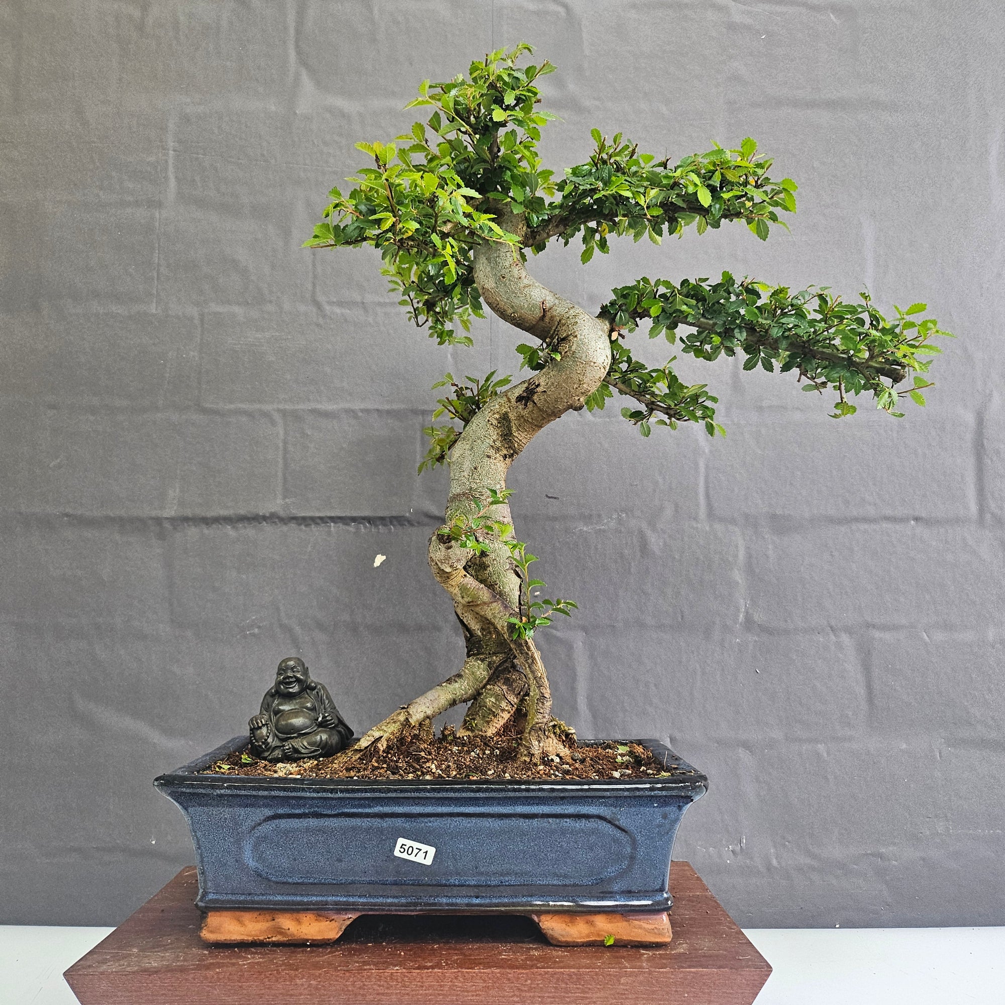 Chinese Elm (Ulmus Parvifolia) Bonsai Tree | Shaped | In 30cm Pot  | S251972