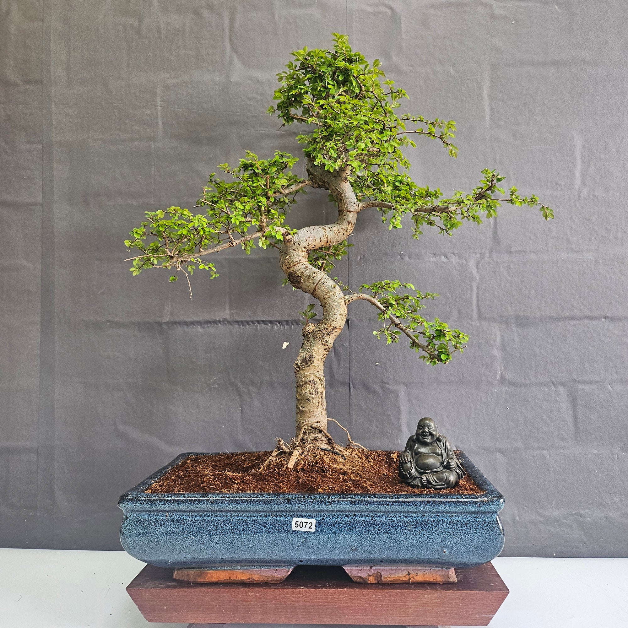 Large Chinese Elm (Ulmus Parvifolia) Bonsai Tree | Shaped | In 35cm Pot  | S251961