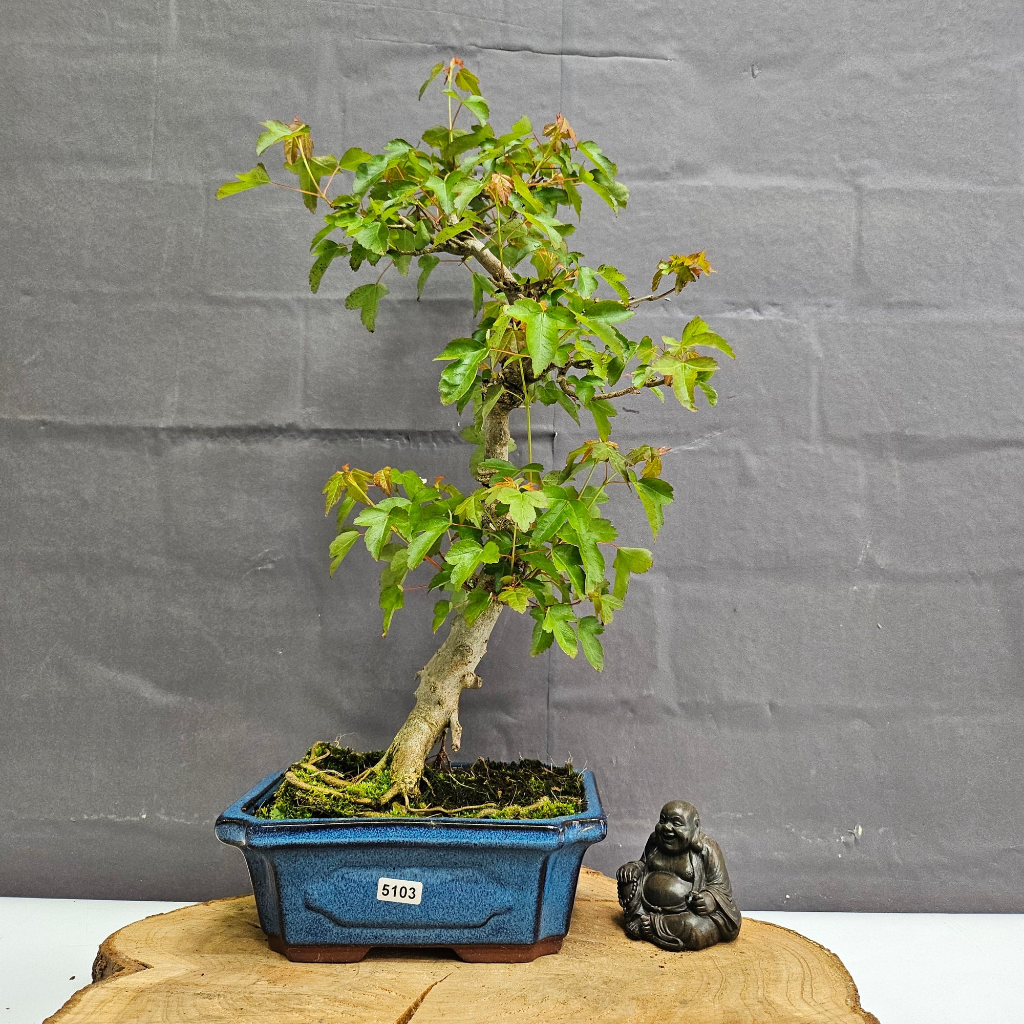 Trident Maple (Acer Buergerianum) Bonsai Tree | Informal Style | In 20cm Pot S25878