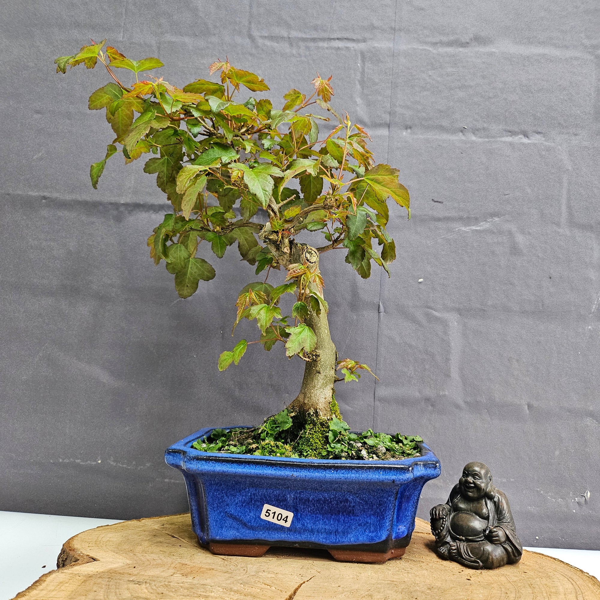 Trident Maple (Acer Buergerianum) Bonsai Tree | Informal Style | In 20cm Pot S25878