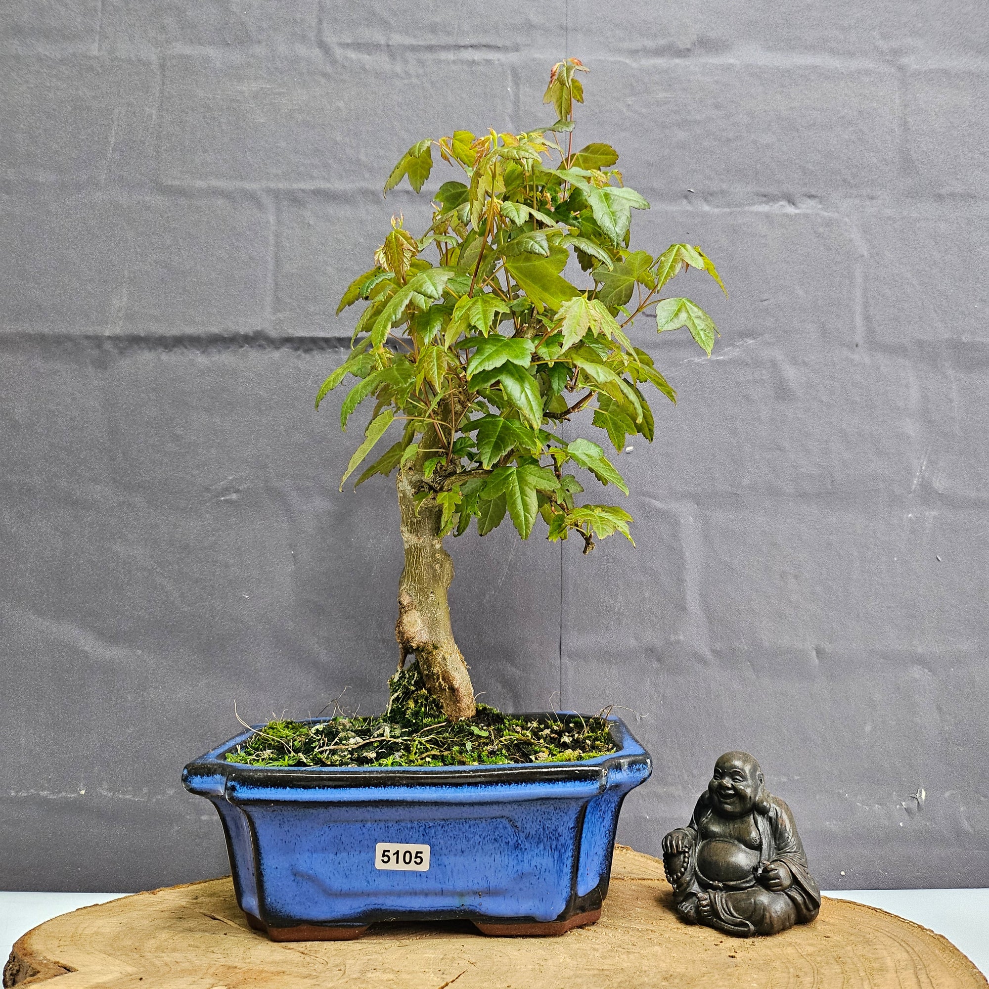 Trident Maple (Acer Buergerianum) Bonsai Tree | Informal Style | In 20cm Pot S25878