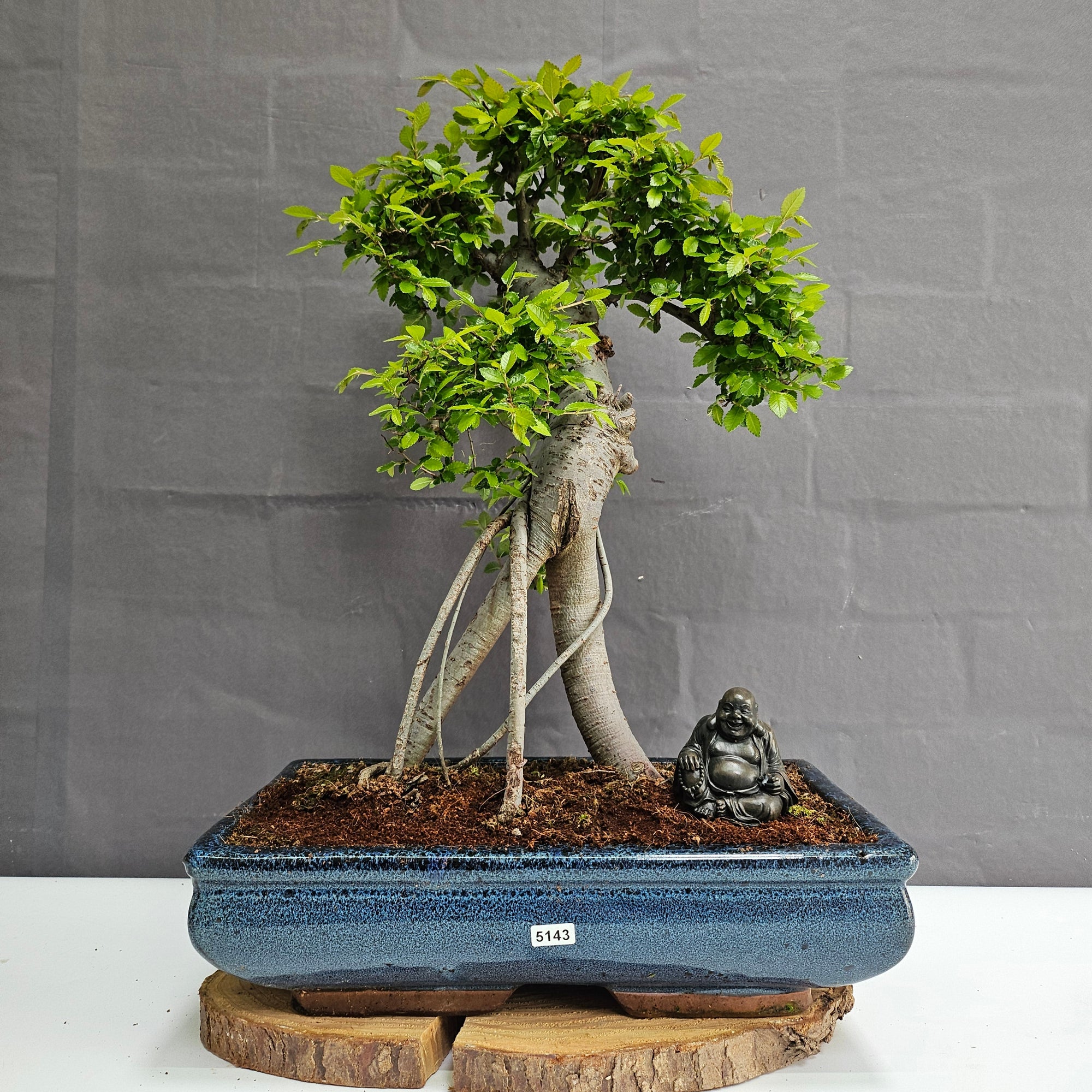 Large Chinese Elm (Ulmus Parvifolia) Bonsai Tree | Shaped | In 35cm Pot  | S251961