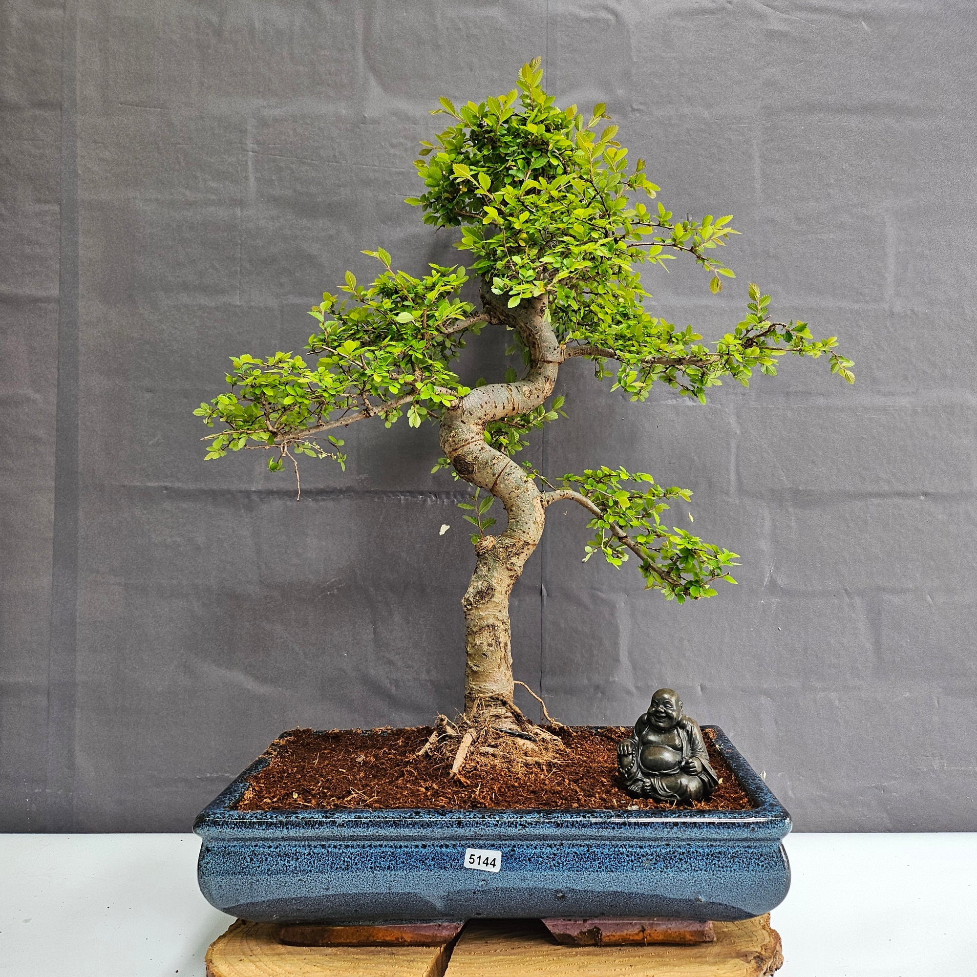 Large Chinese Elm (Ulmus Parvifolia) Bonsai Tree | Shaped | In 35cm Pot  | S251961
