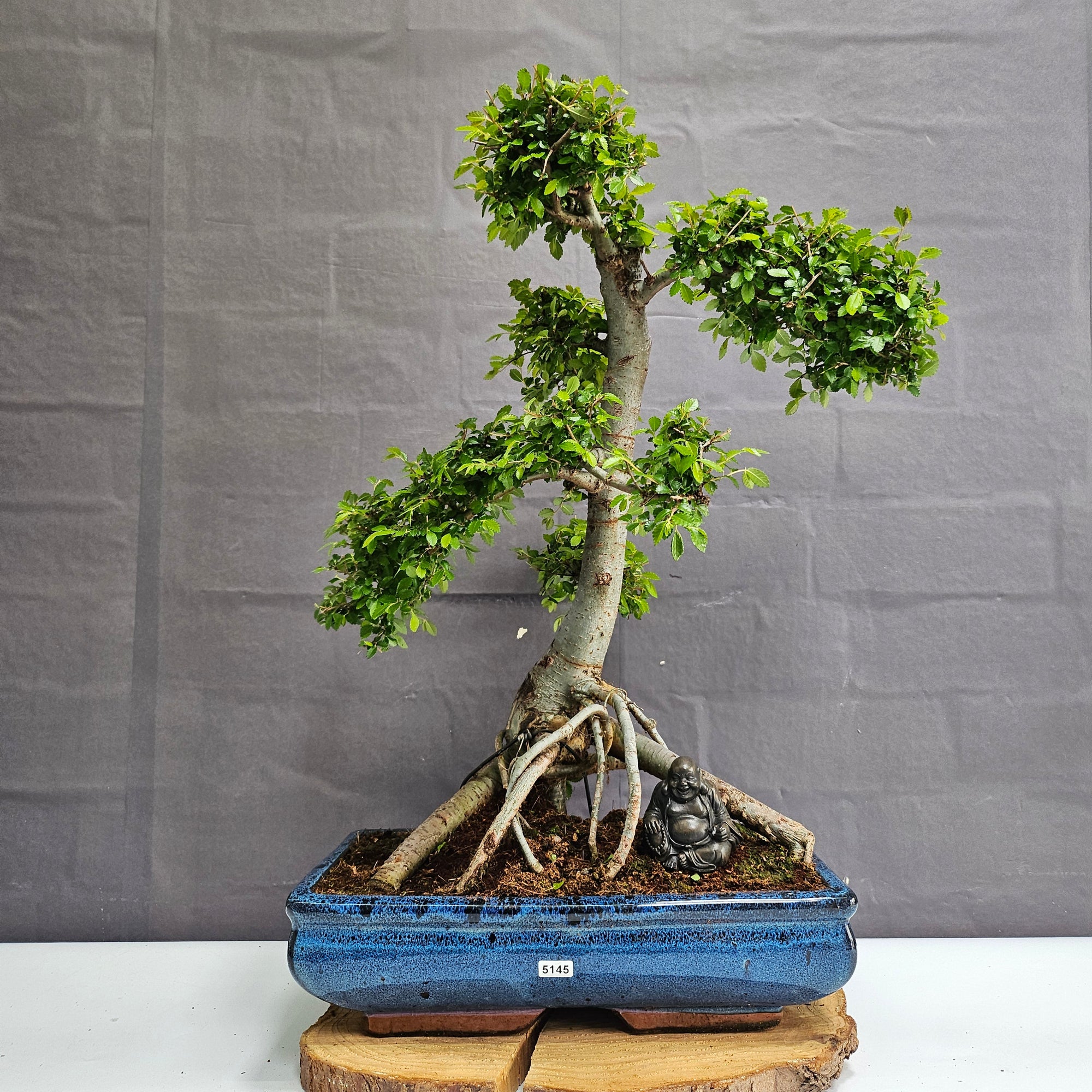 Large Chinese Elm (Ulmus Parvifolia) Bonsai Tree | Shaped | In 35cm Pot  | S251961