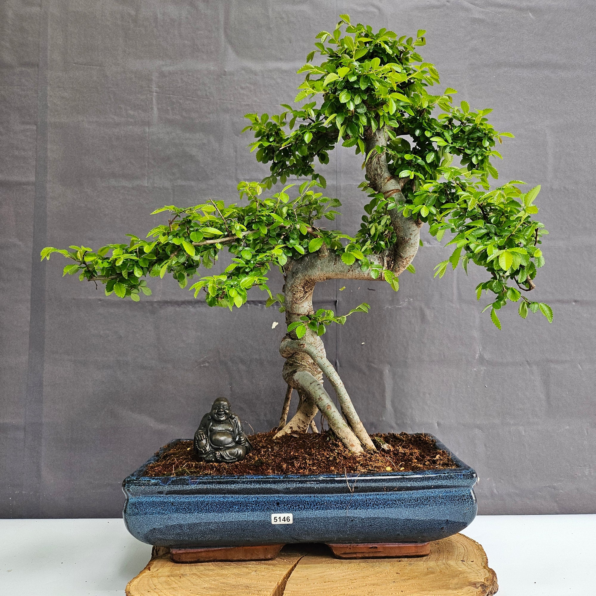 Large Chinese Elm (Ulmus Parvifolia) Bonsai Tree | Shaped | In 35cm Pot  | S251961