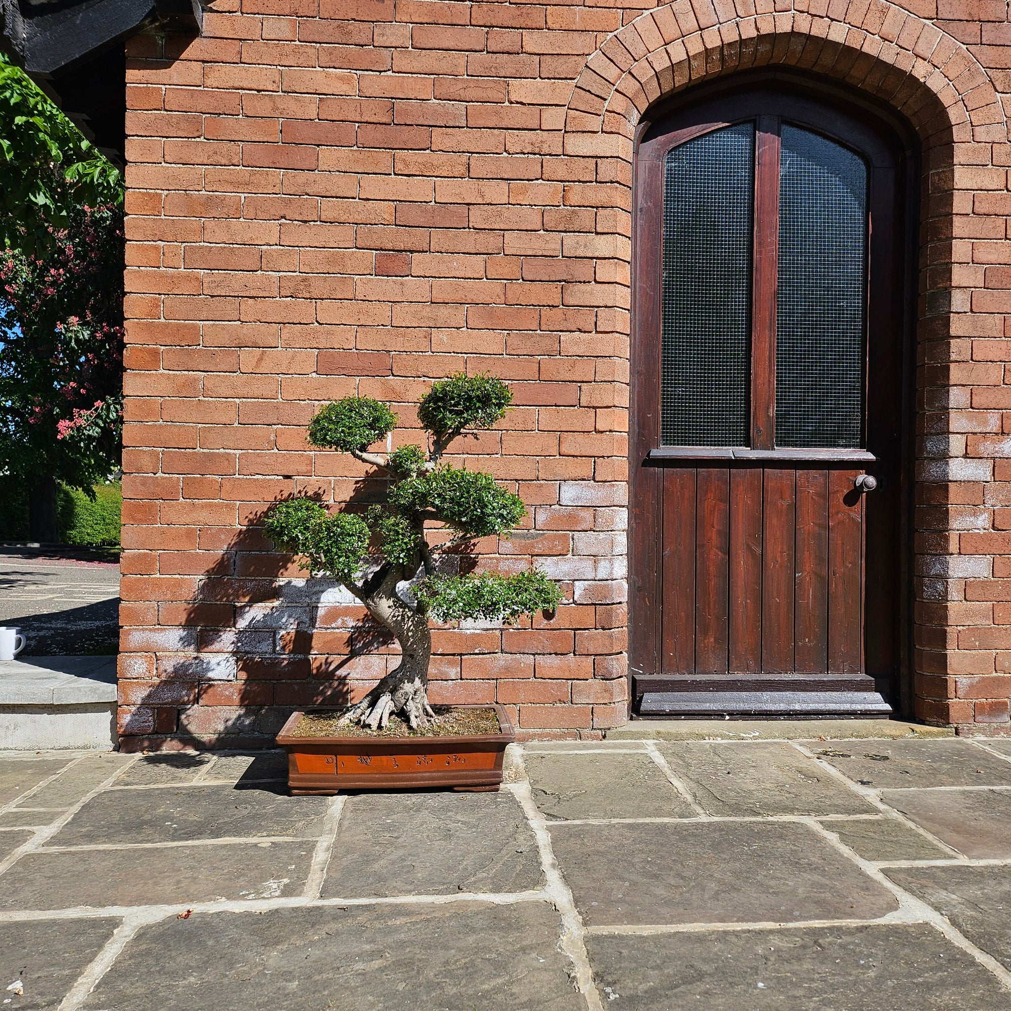 Large Chinese Elm (Ulmus Parvifolia) Bonsai Tree | Shaped Style | Height 110cm | In 60cm Pot  | S251958