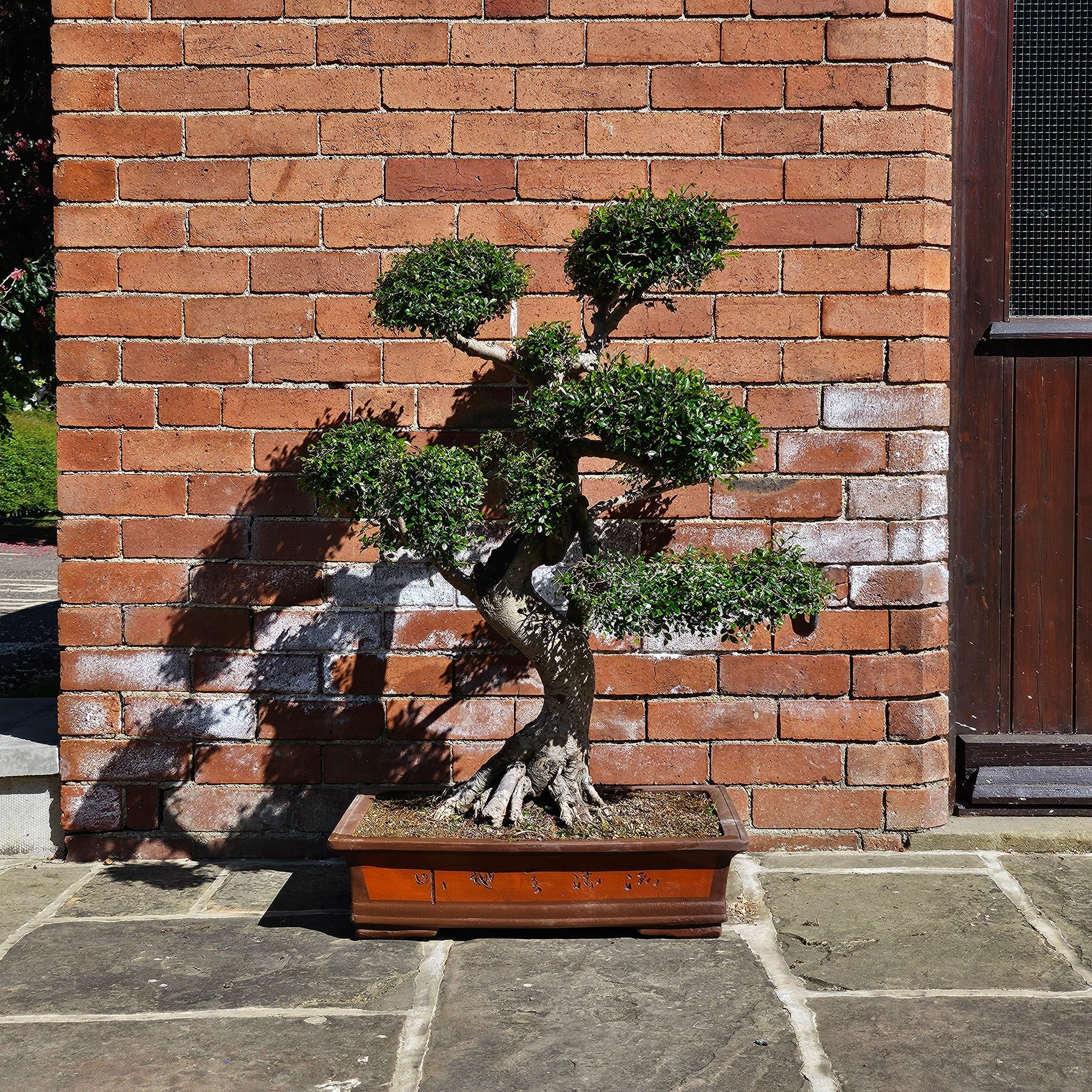 Large Chinese Elm (Ulmus Parvifolia) Bonsai Tree | Shaped Style | Height 110cm | In 60cm Pot  | S251958