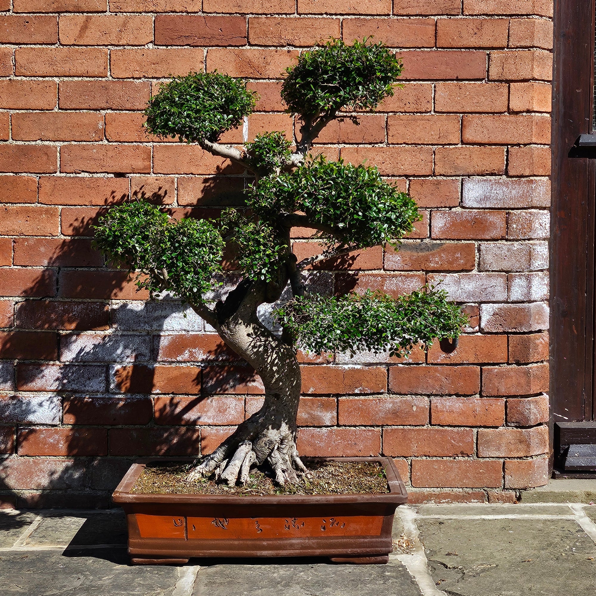 Large Chinese Elm (Ulmus Parvifolia) Bonsai Tree | Shaped Style | Height 110cm | In 60cm Pot  | S251958