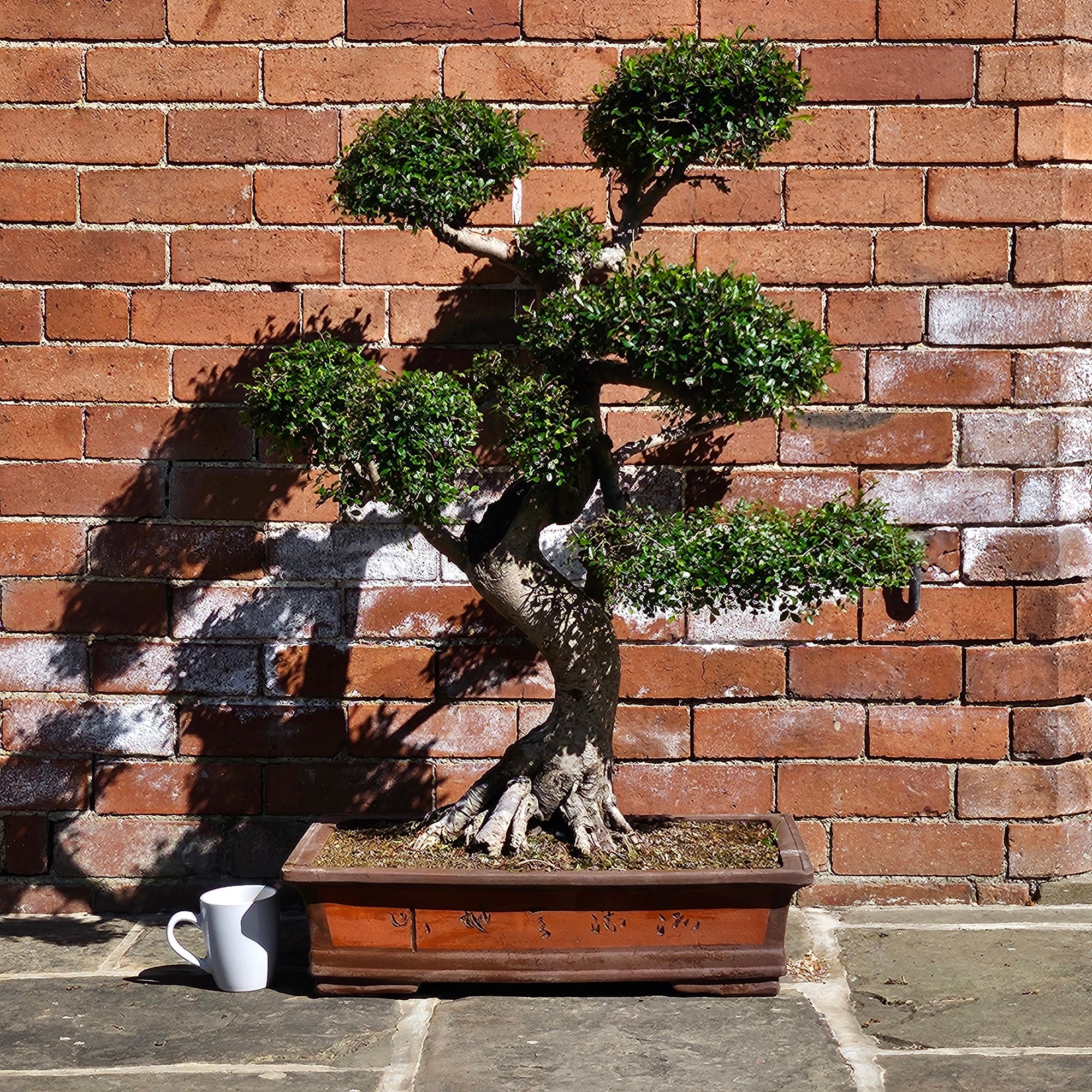 Large Chinese Elm (Ulmus Parvifolia) Bonsai Tree | Shaped Style | Height 110cm | In 60cm Pot  | S251958