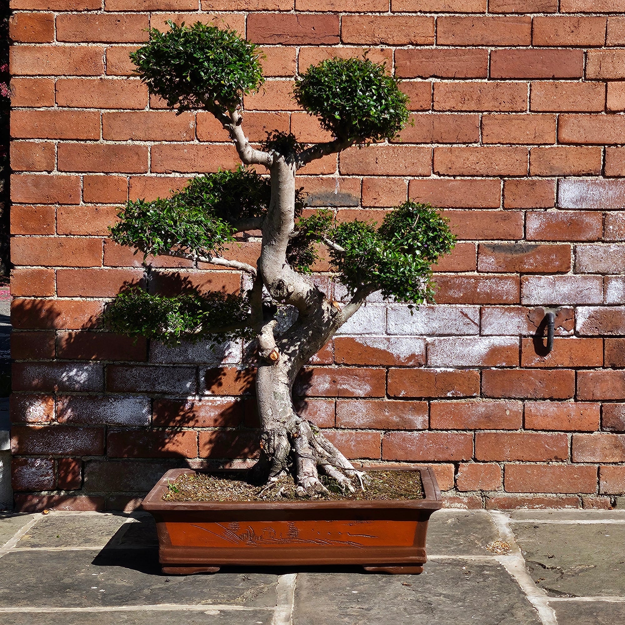 Large Chinese Elm (Ulmus Parvifolia) Bonsai Tree | Shaped Style | Height 110cm | In 60cm Pot  | S251958