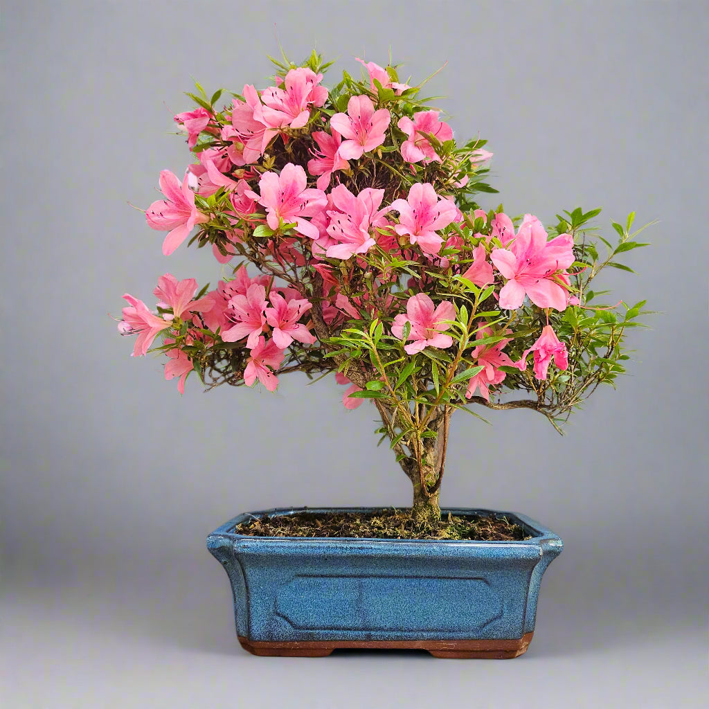 Azalea (Rhododendron) Bonsai Tree | Shaped | In 25cm Pot  | S25865