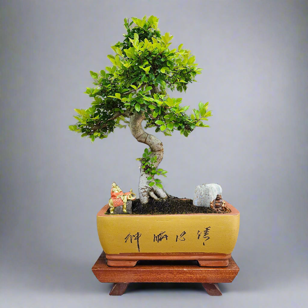 Large Chinese Elm (Ulmus Parvifolia) Bonsai Tree | Shaped | In 35cm Pot  | S251961