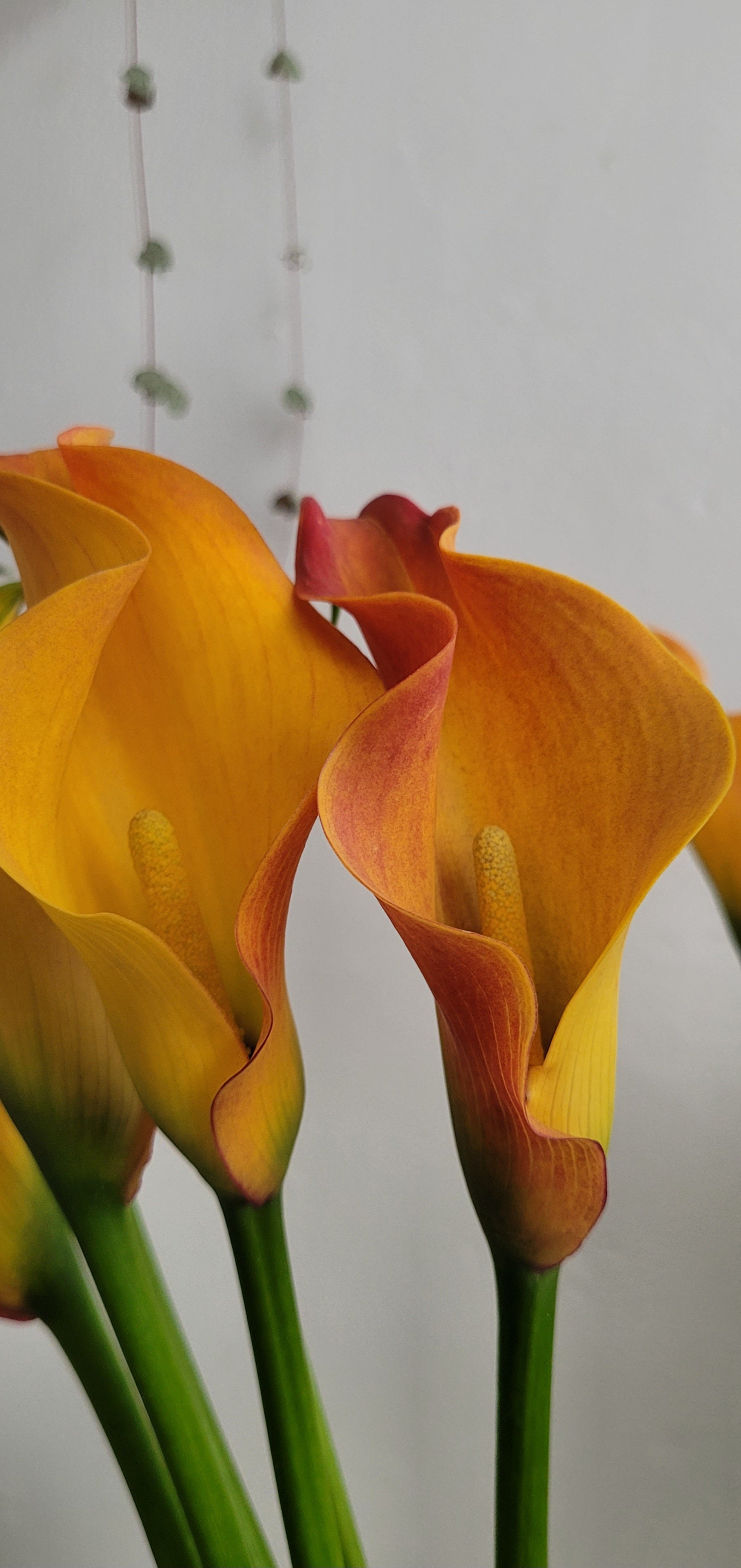 Zantedeschia Callista (Calla Lily)  | S25342