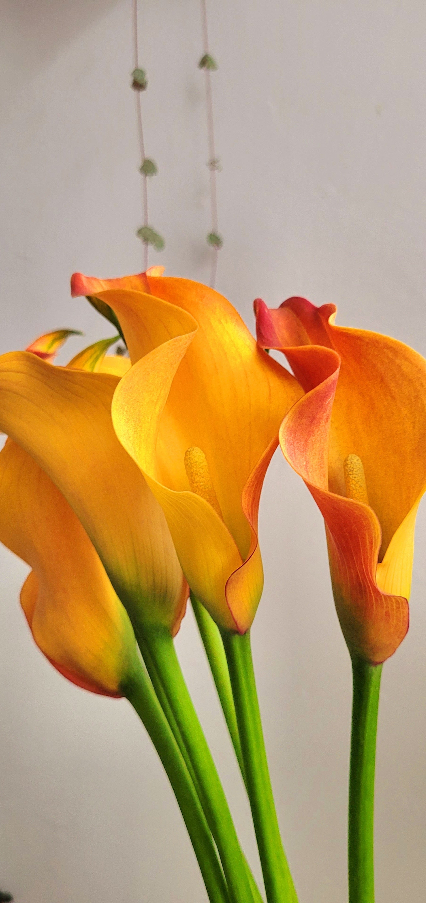Zantedeschia Callista (Calla Lily)  | S25342