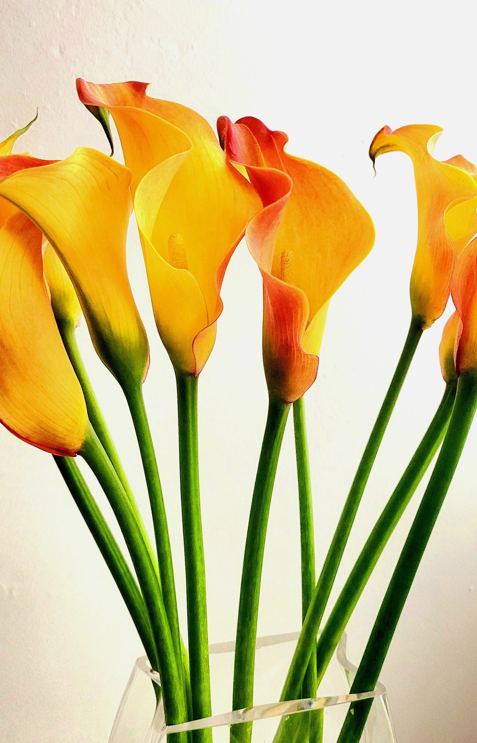 Zantedeschia Callista (Calla Lily)  | S25342