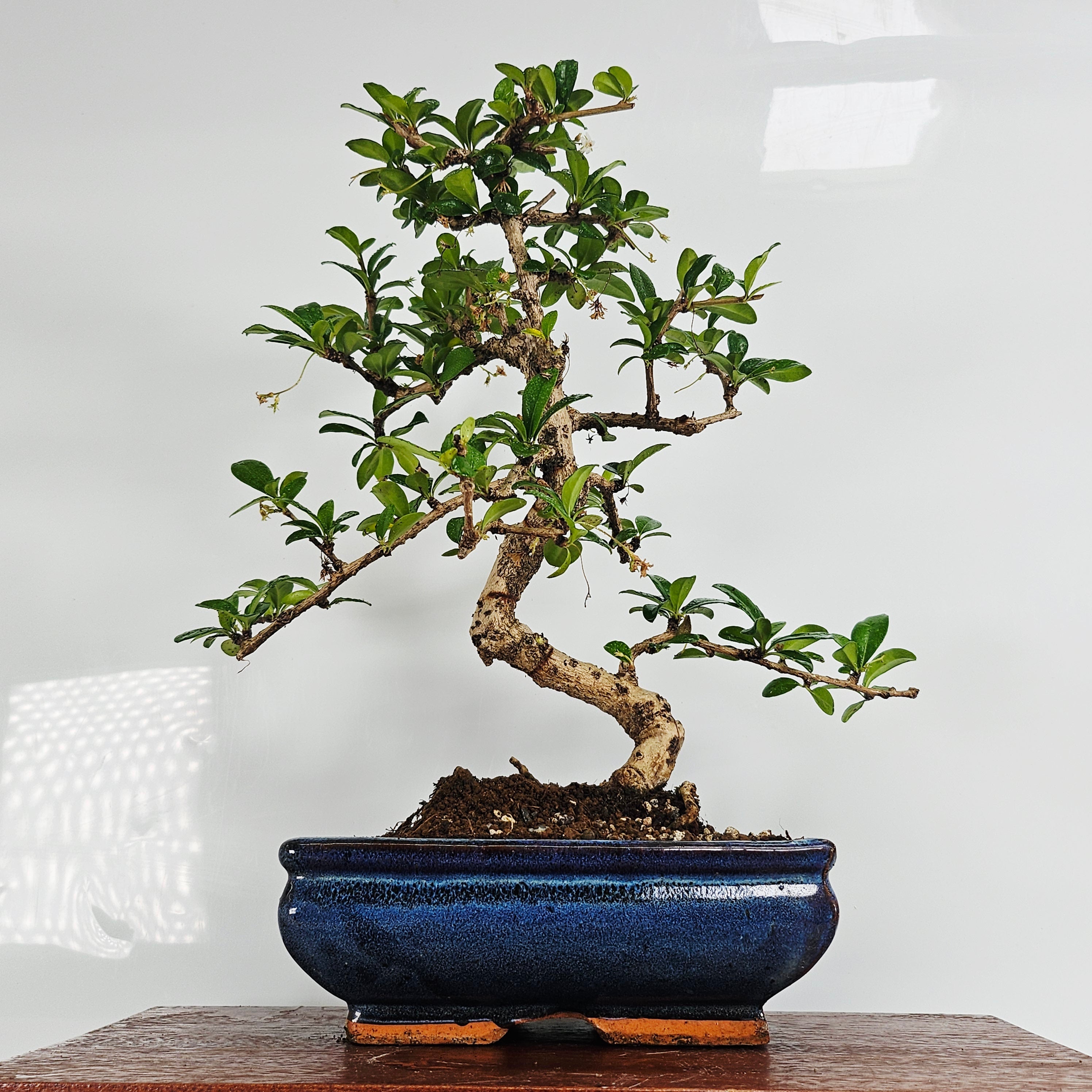 Fukien Tea Tree (Carmona Retusa) Bonsai Tree | Shaped | In 20cm Pot  | S251946