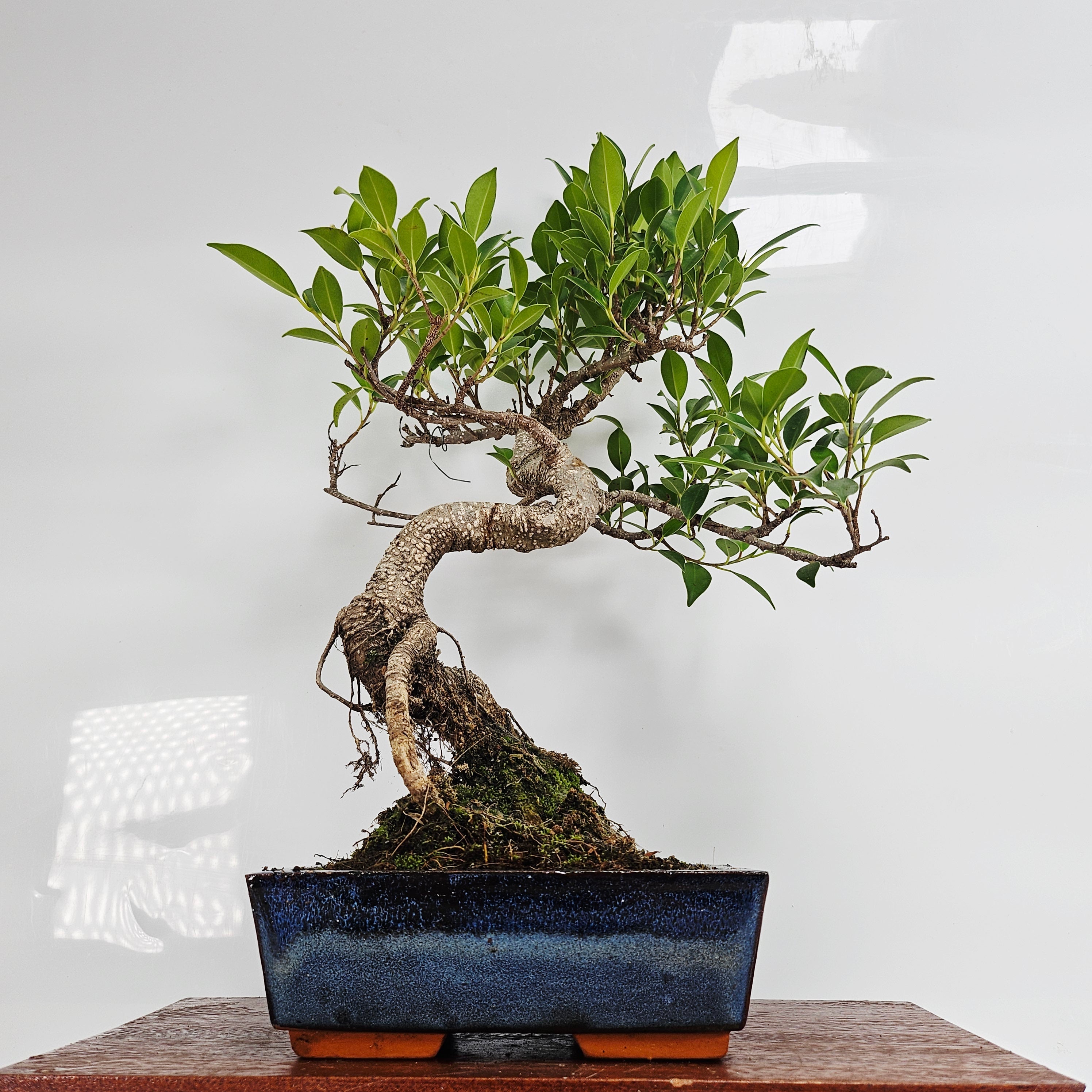 Ficus Microcarpa (Banyan Fig) Indoor Bonsai Tree | Shaped | In 20cm Pot  | S251940