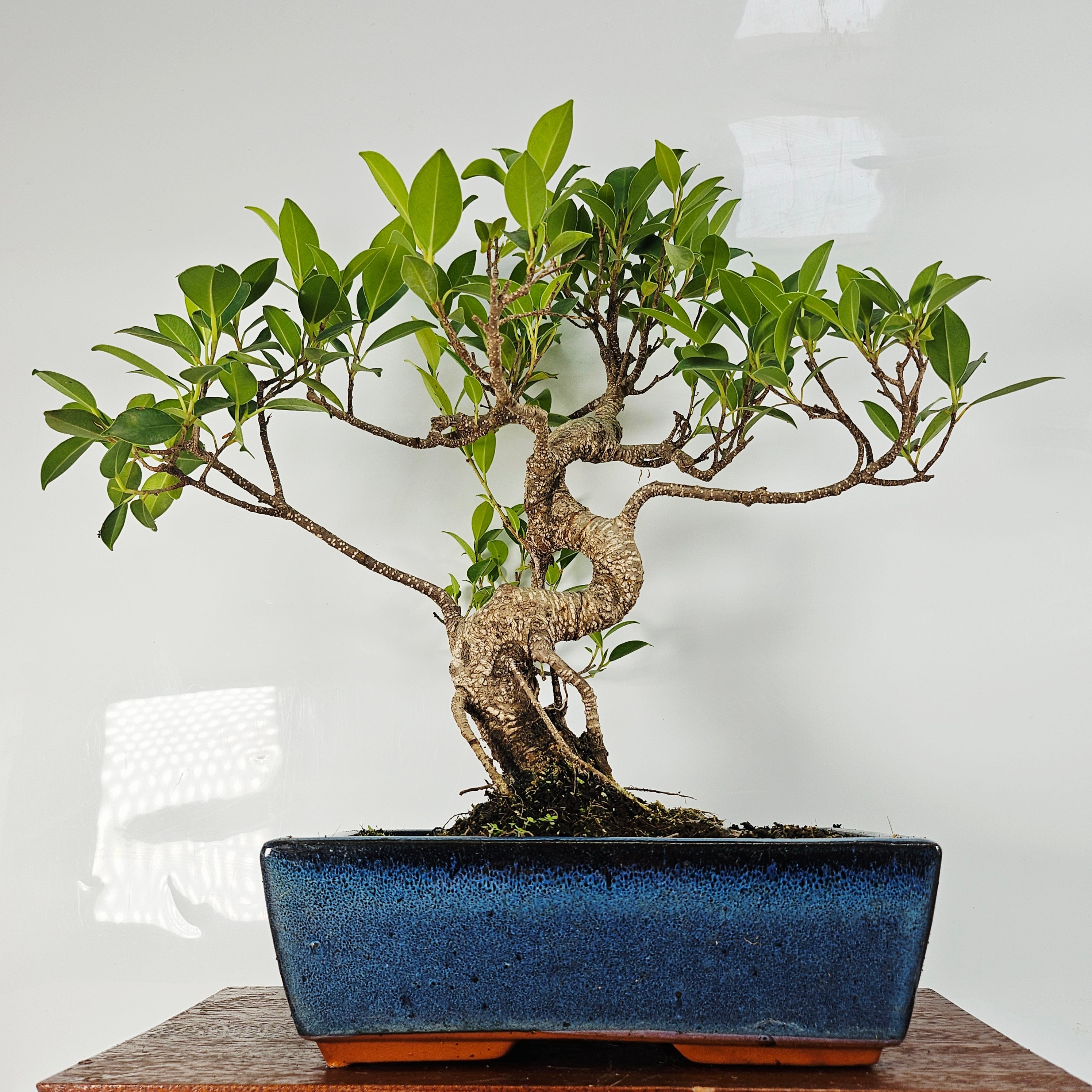 Ficus Microcarpa (Banyan Fig) Indoor Bonsai Tree | Shaped | In 25cm Pot S25877