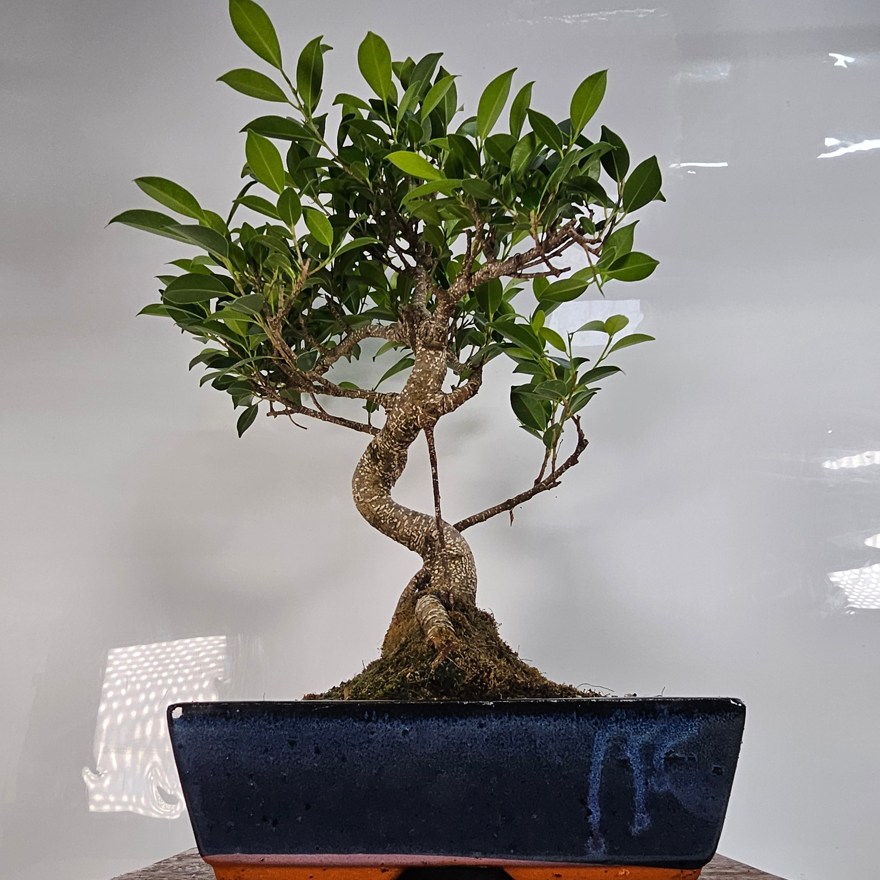 Ficus Microcarpa (Banyan Fig) Indoor Bonsai Tree | Shaped | In 30cm Pot  | S251941