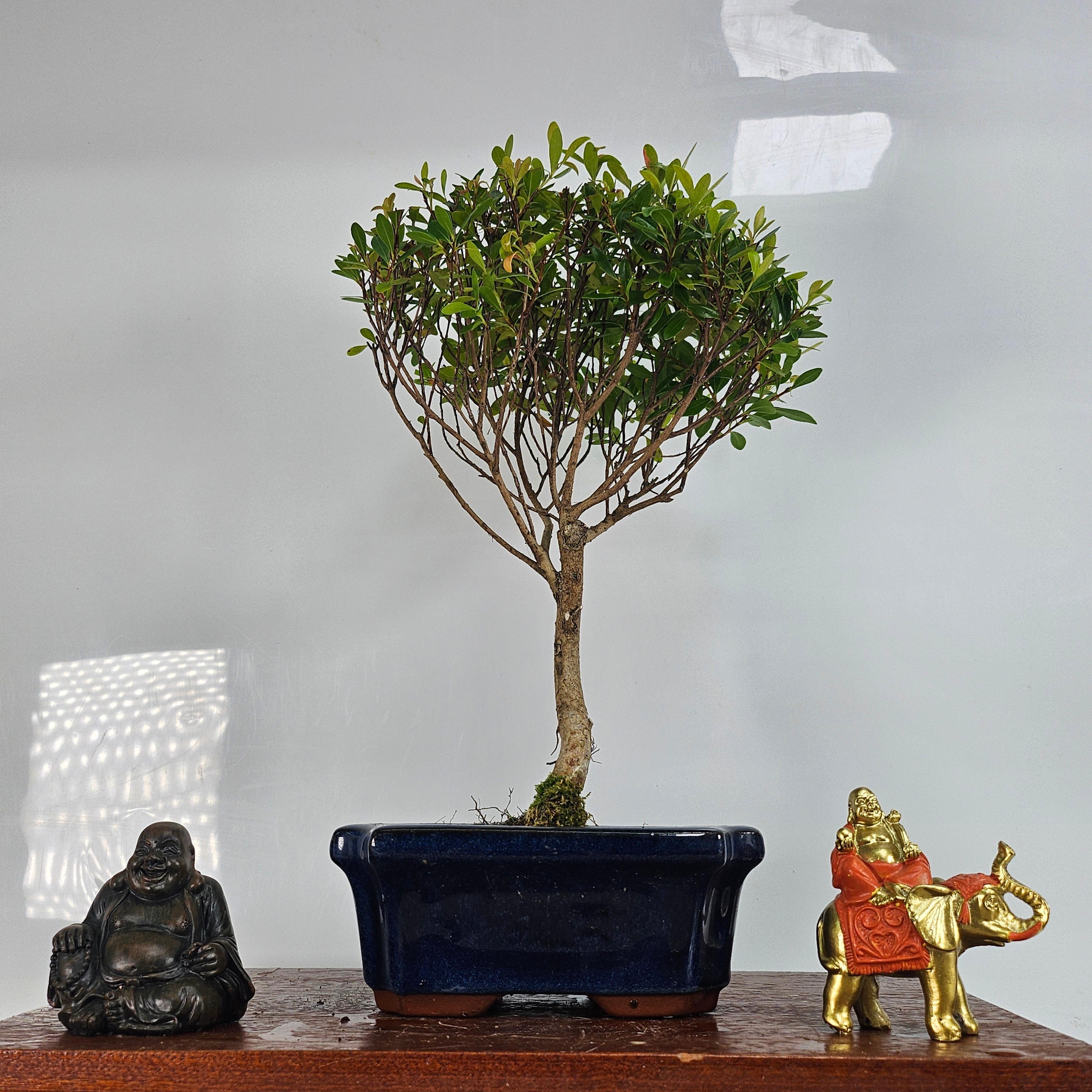 Brush Cherry (Syzygium) Bonsai Tree | Broom | In 15cm Pot  | S251944