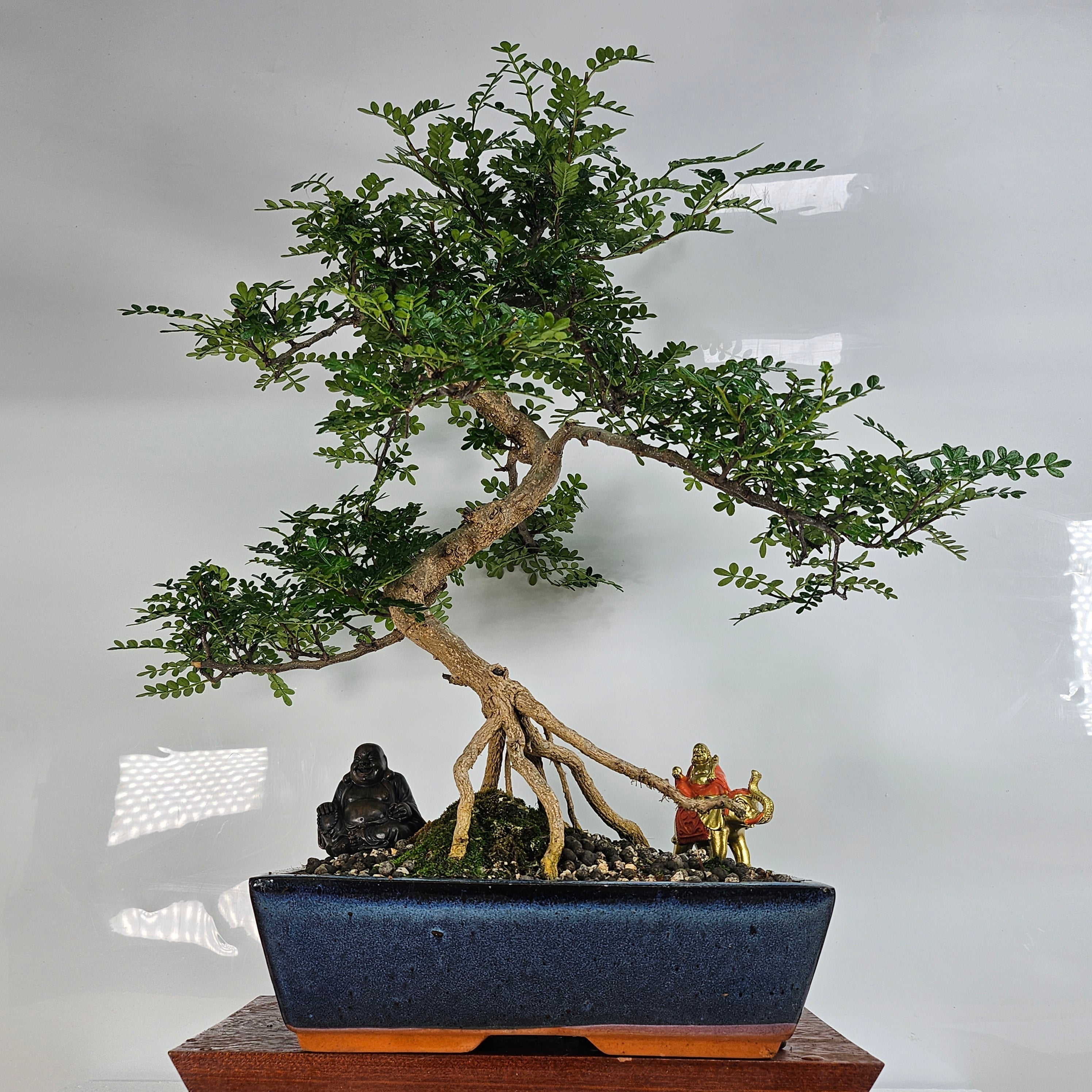 Chinese Pepper (Zanthoxylum Pipertum) Bonsai Tree | Shaped | In 30cm Pot  | S251981