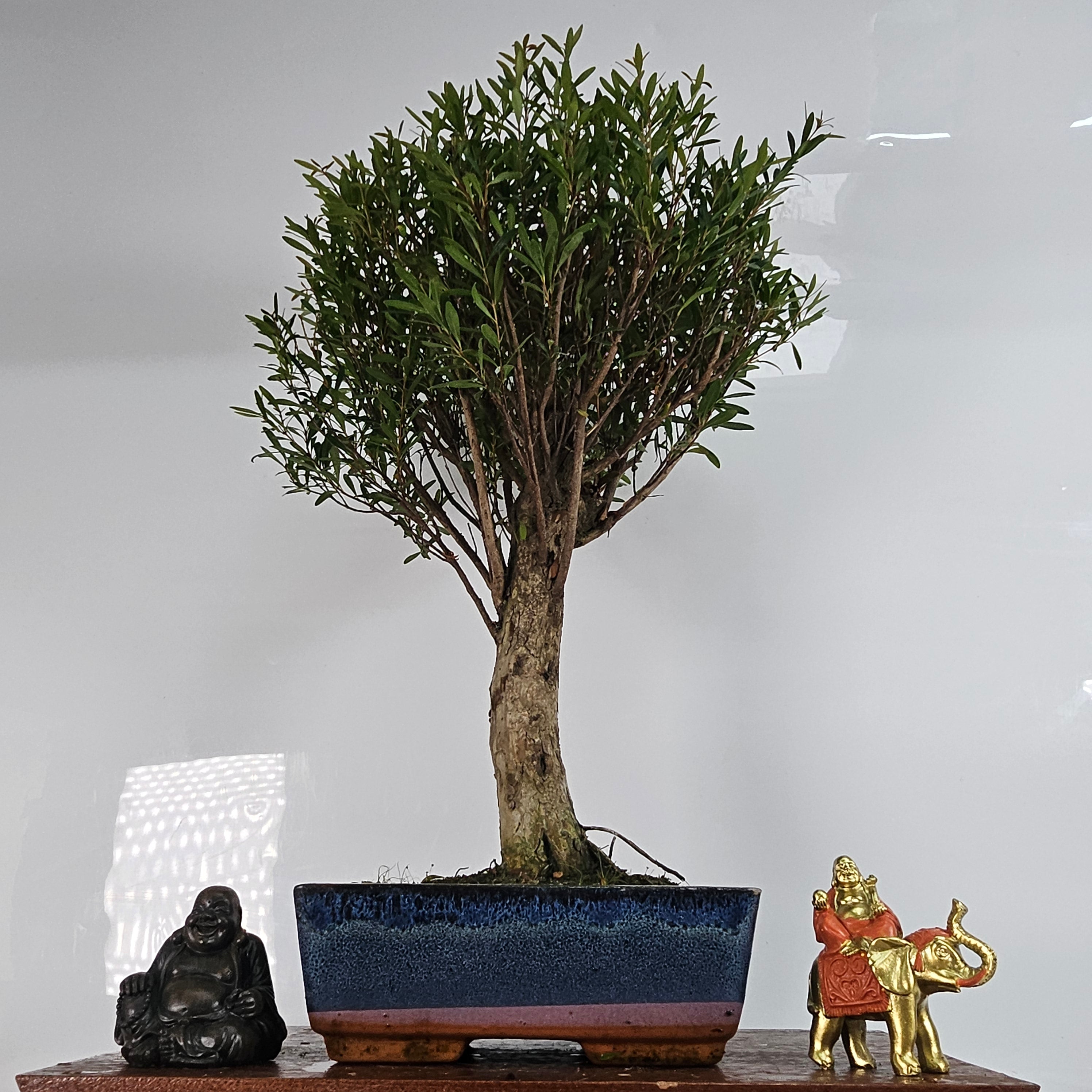 Brush Cherry (Syzygium) Bonsai Tree | Broom | In 20cm Pot  | S251978