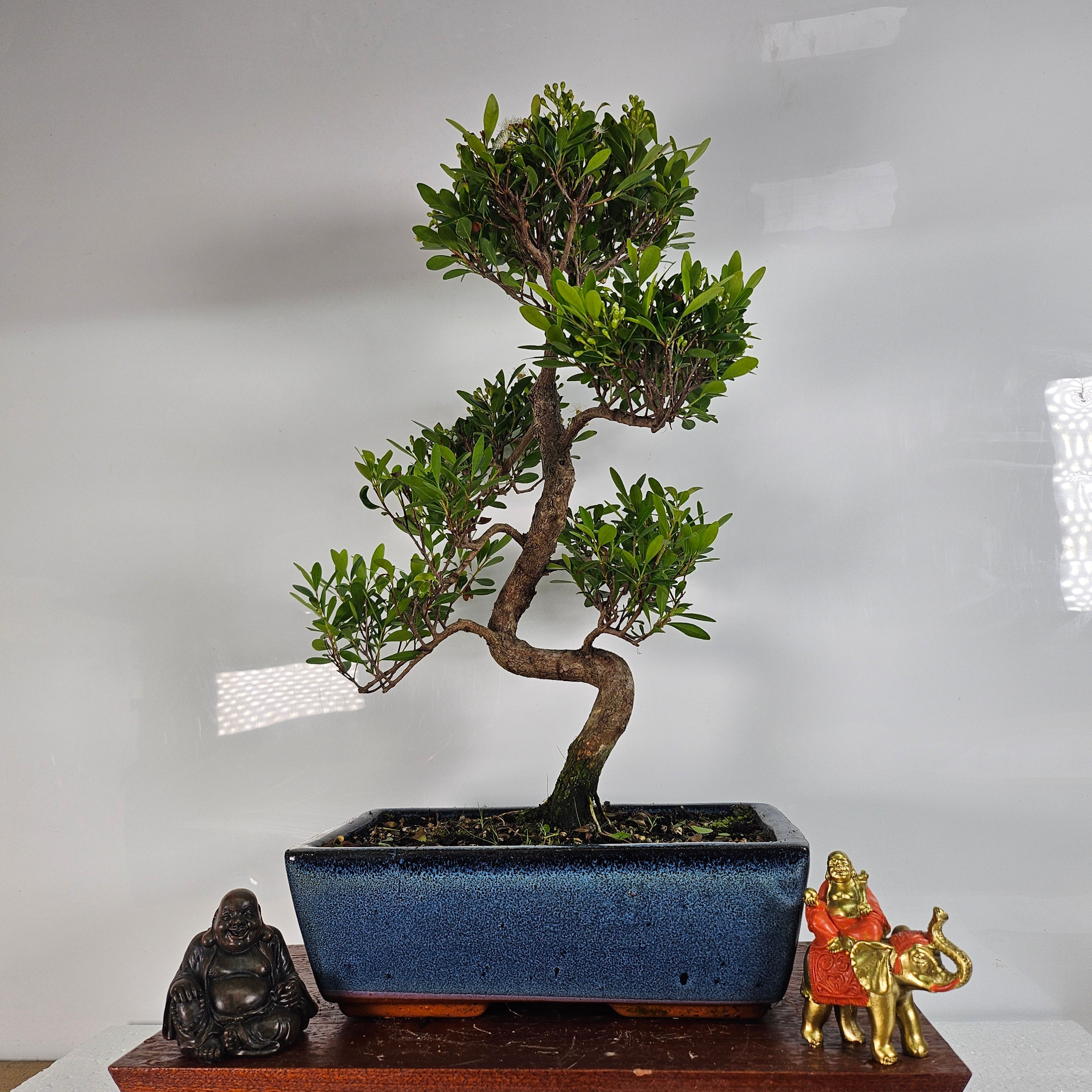 Brush Cherry (Syzygium) Bonsai Tree | Shaped | In 25cm Pot S25872