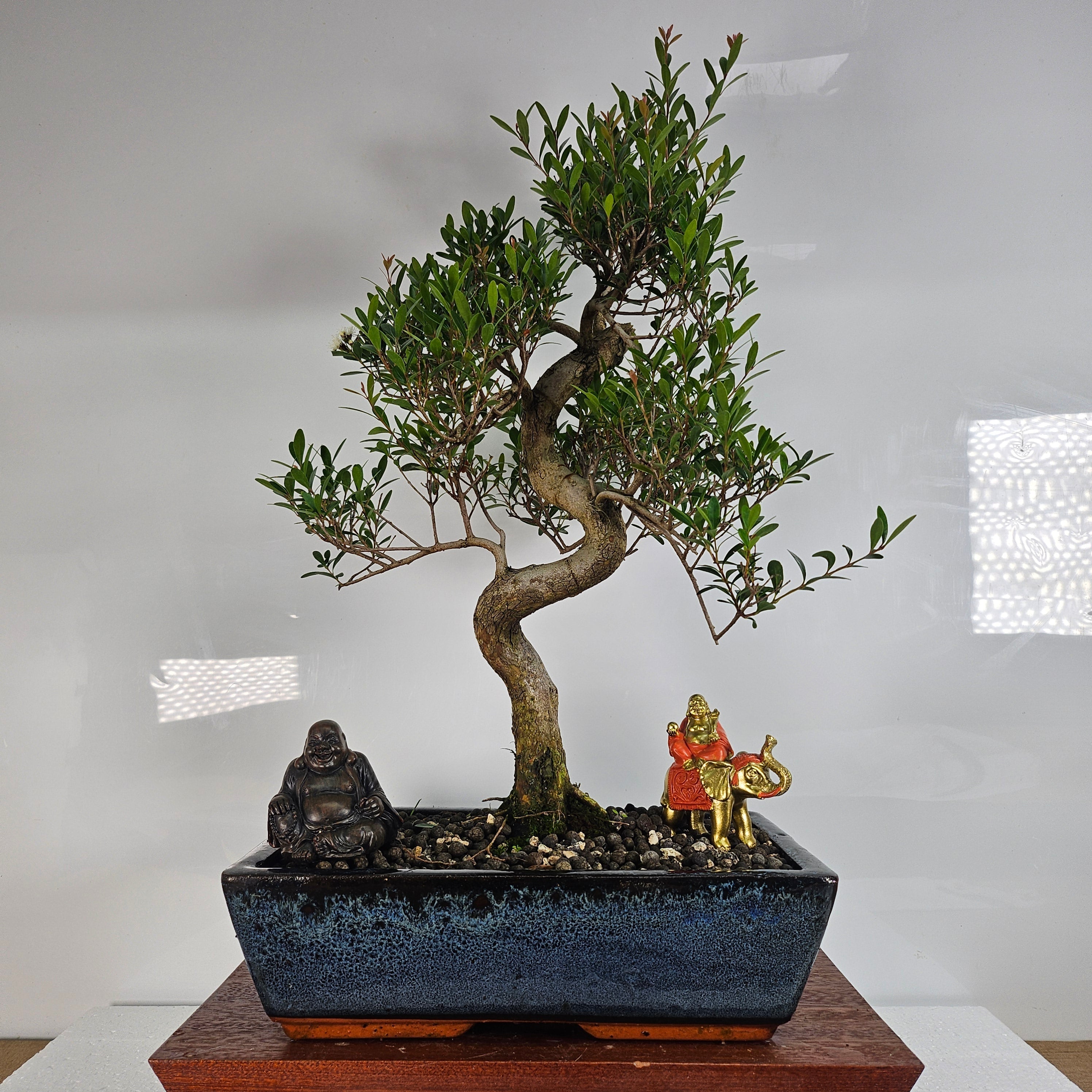 Brush Cherry (Syzygium) Bonsai Tree | Shaped | In 30cm Pot  | S251979