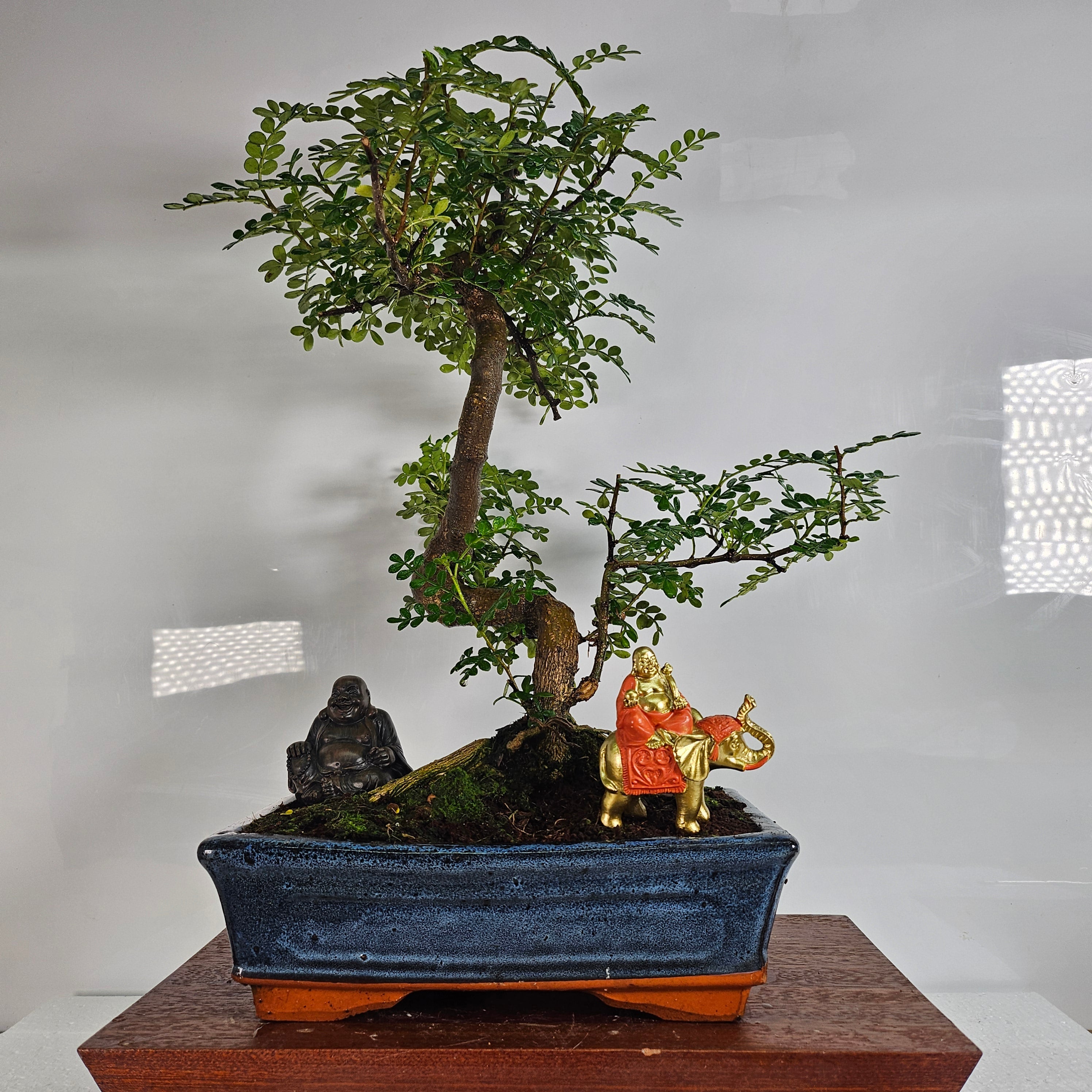 Chinese Pepper (Zanthoxylum Pipertum) Bonsai Tree | Shaped | In 25cm Pot  | S251938