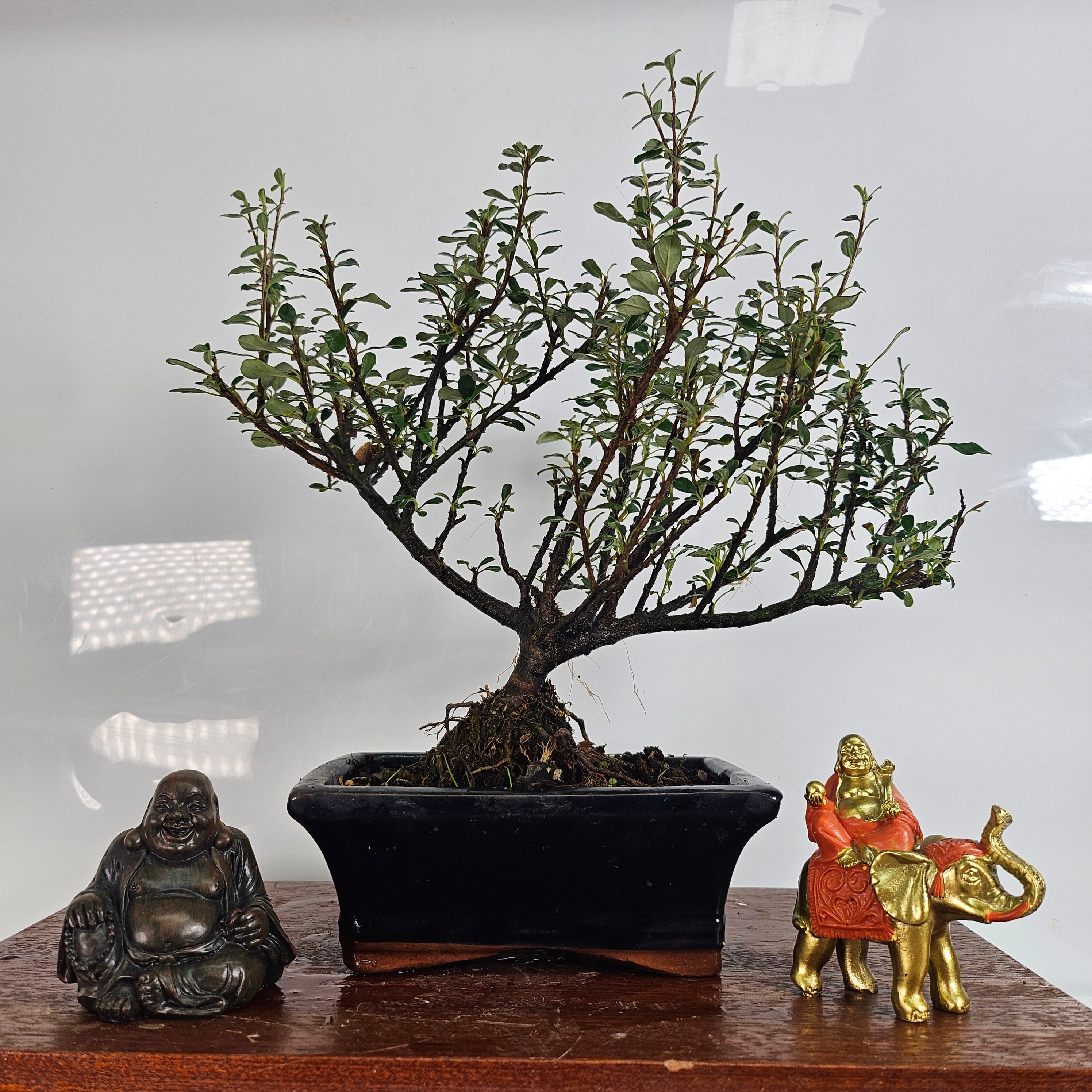 Cotoneaster Bonsai Tree | Broom | In 15cm Pot  | S251947