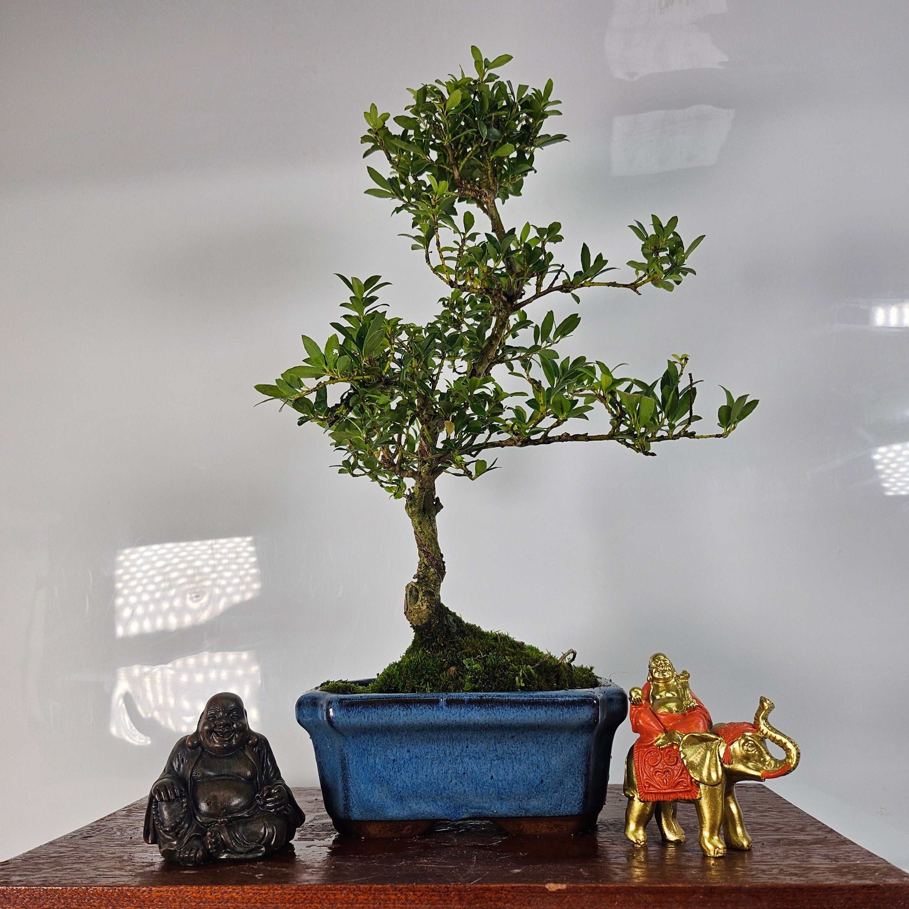 Japanese Holly (Ilex Crenata) Bonsai Tree | Shaped | In 15cm Pot  | S251942